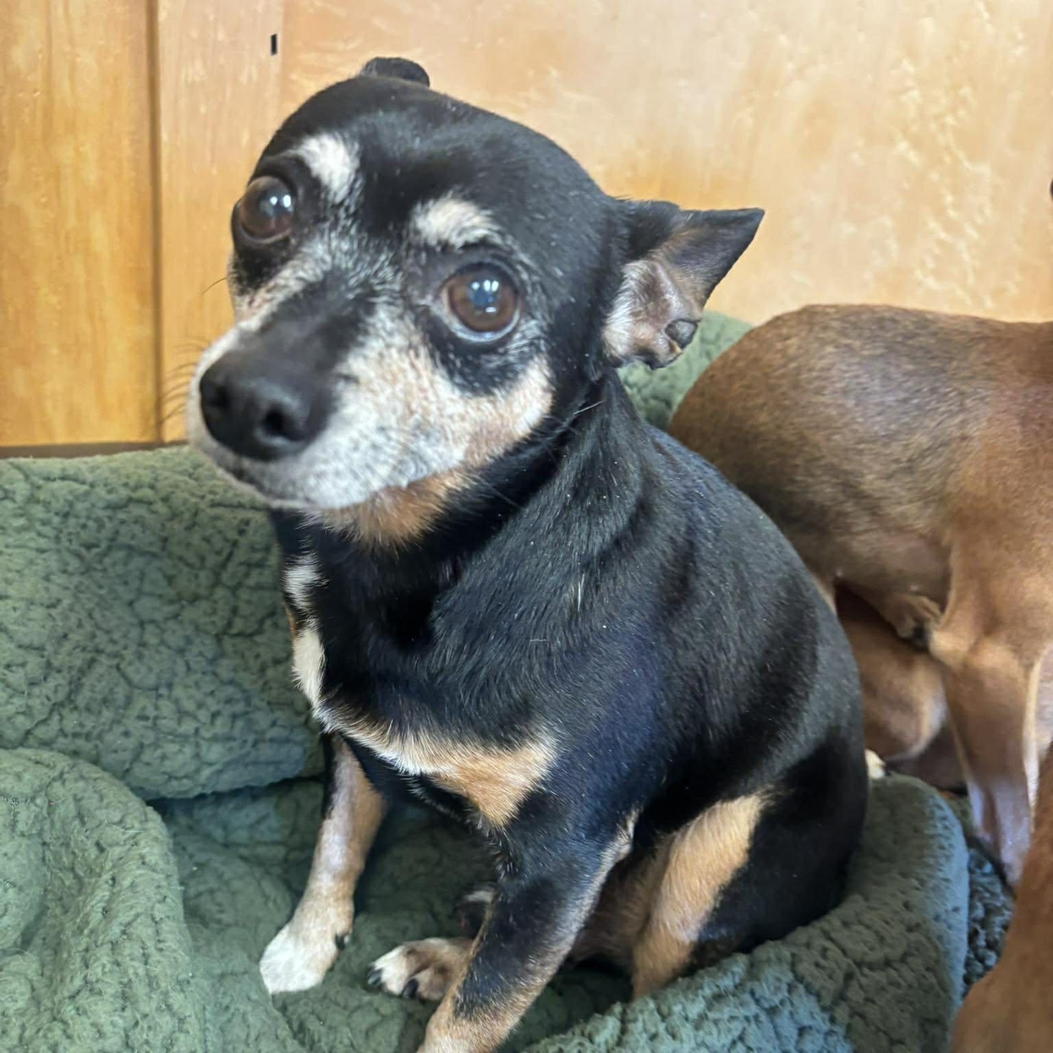 Russet Wilson, ADOPTABLE, Senior Male Chihuahua.