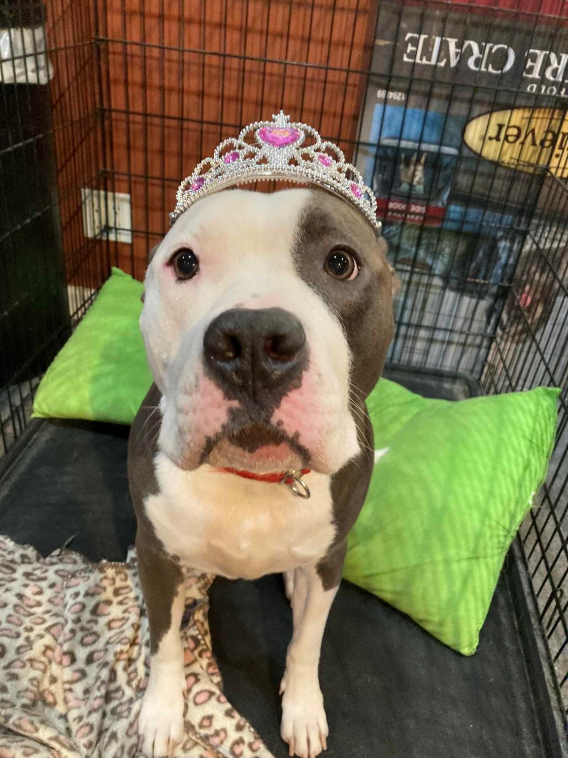 Mochi, a Adoptable mixed breed in Phoenix, AZ image 2/3