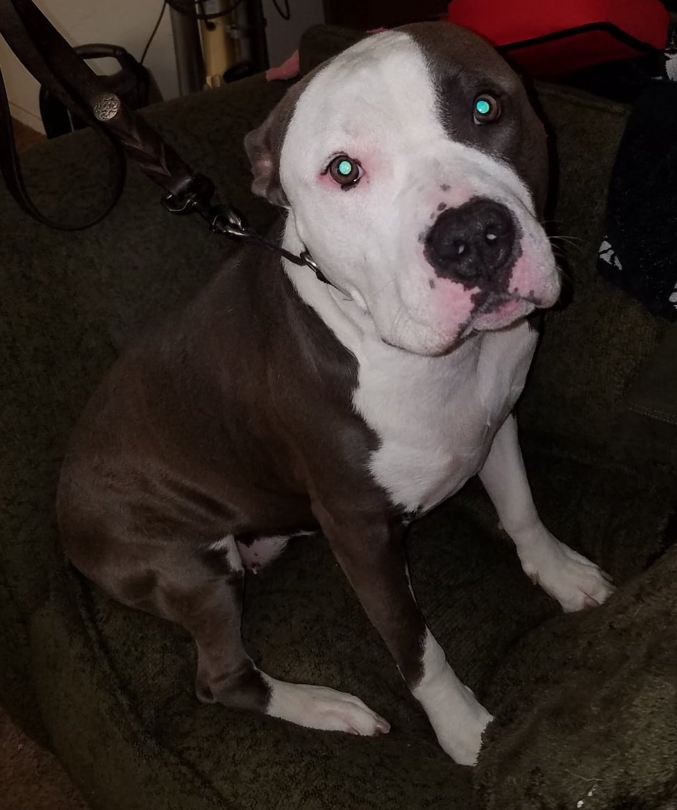 Mochi, a Adoptable mixed breed in Phoenix, AZ image 3/3