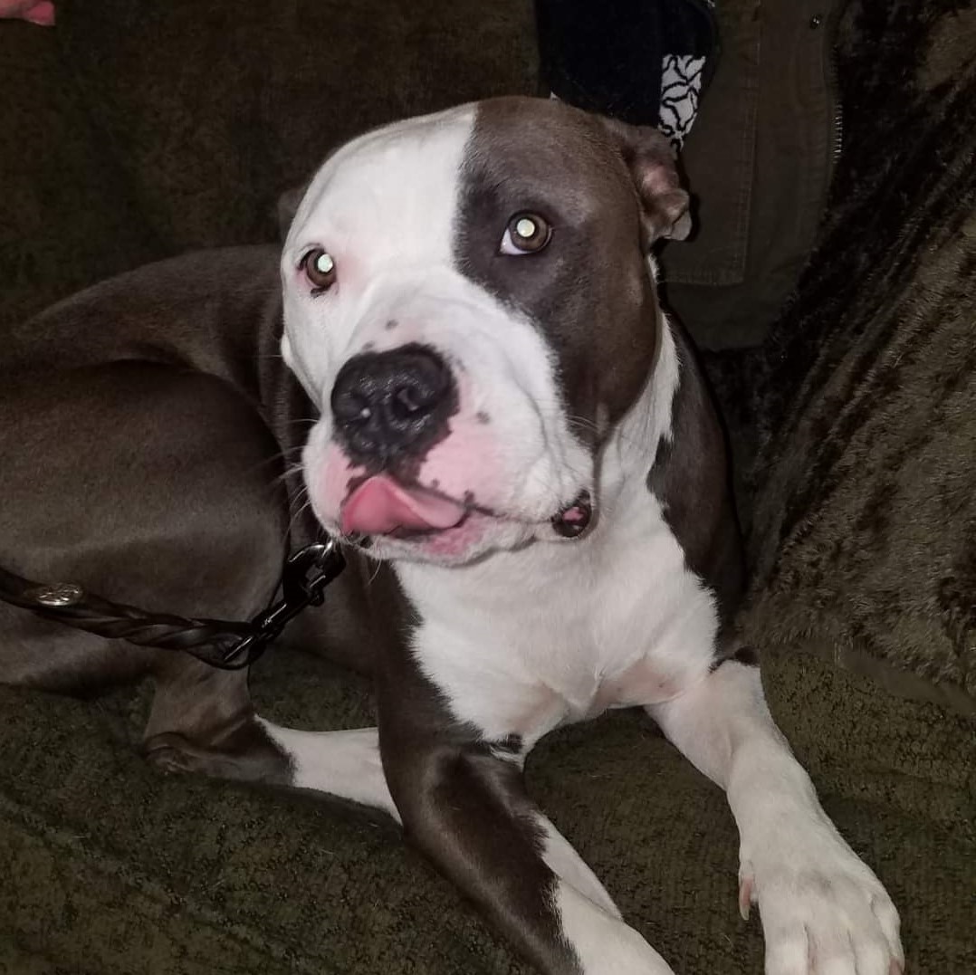 Mochi, a Adoptable mixed breed in Phoenix, AZ image 1/3