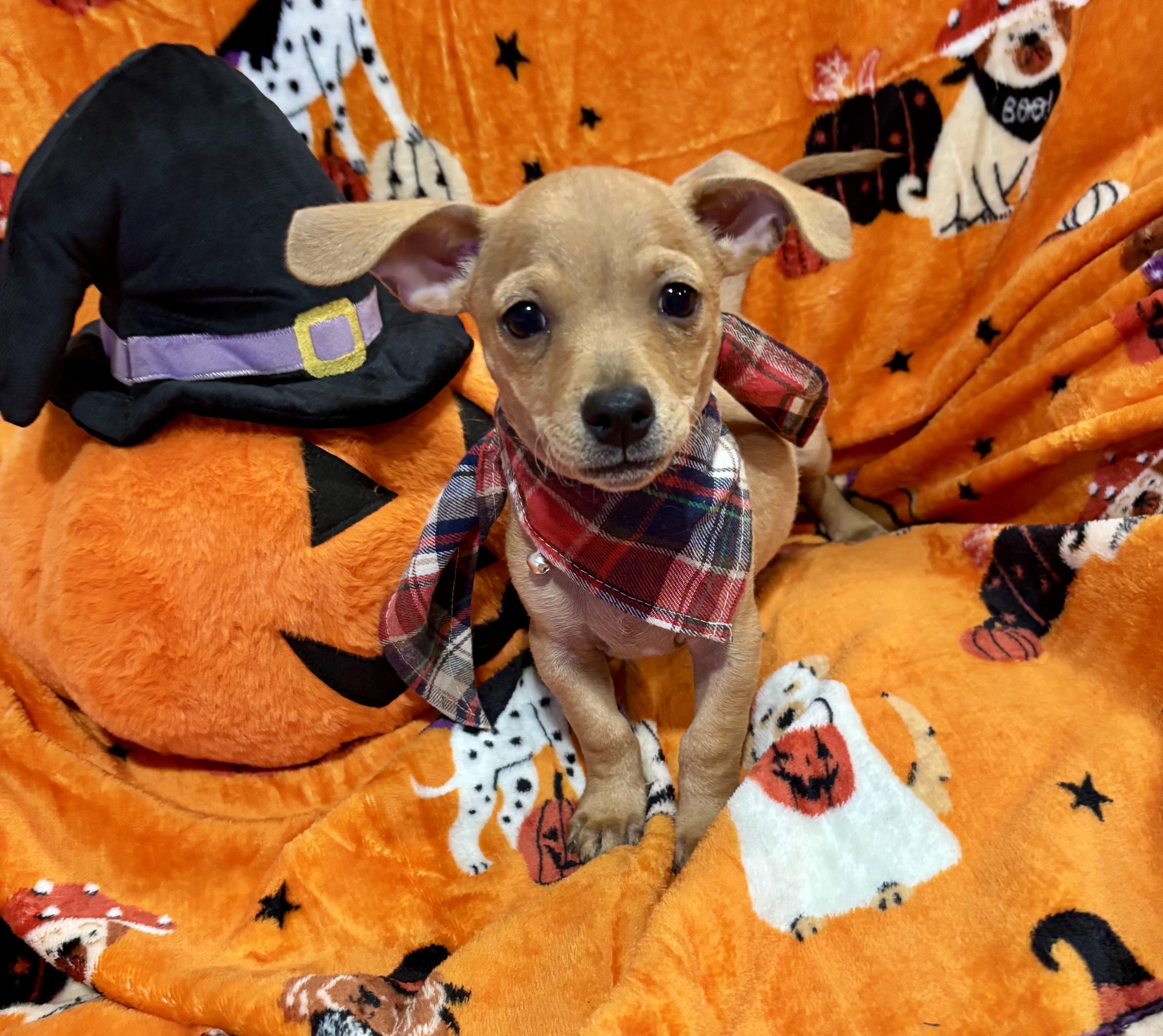 Enlarge Linus, a Adoptable mixed breed in Foster, OR image 3/6