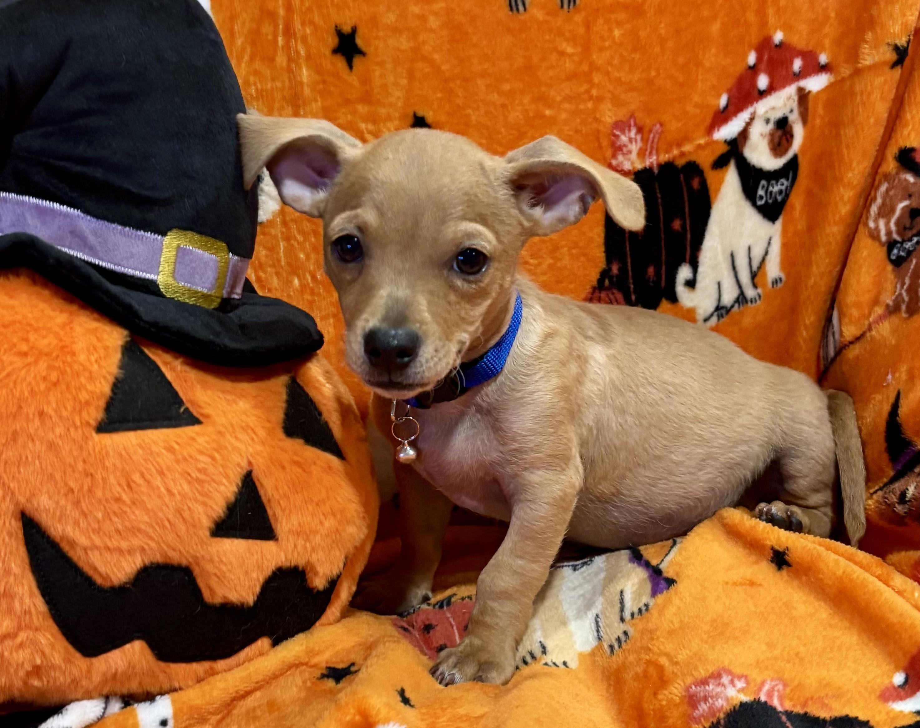Enlarge Linus, a Adoptable mixed breed in Foster, OR image 6/6
