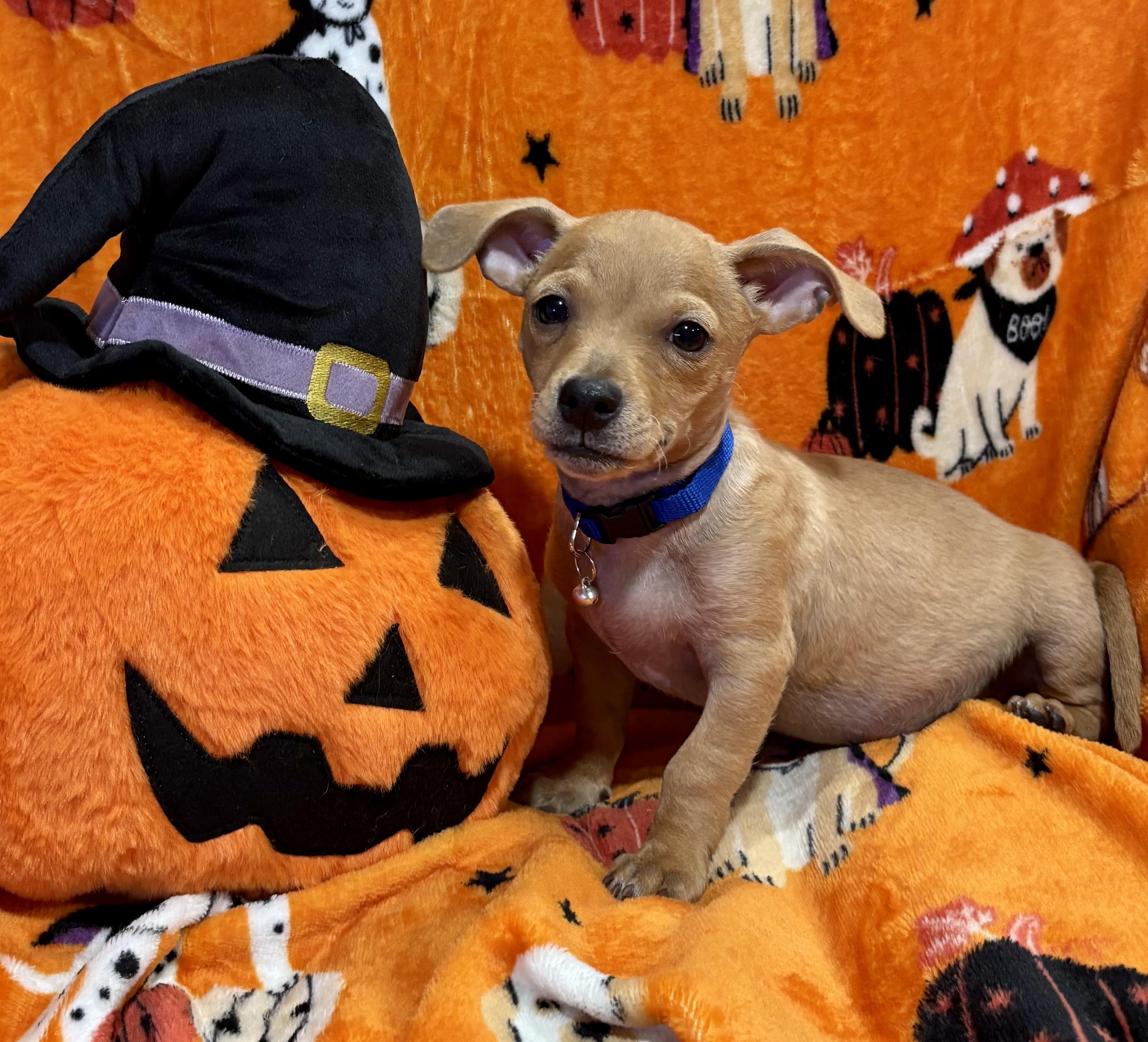 Linus, Adoptable, Puppy Male Dachshund & Chihuahua.