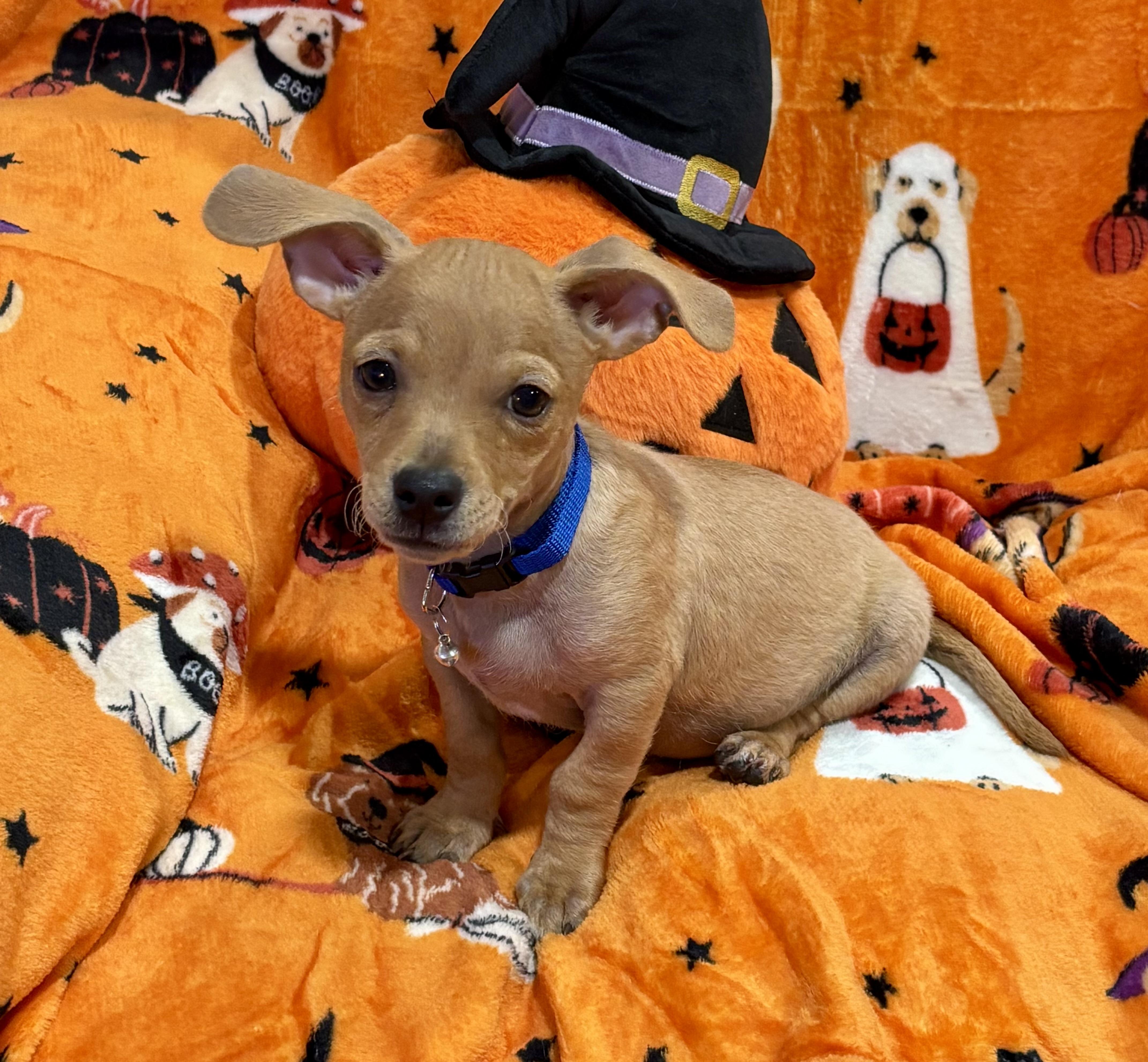 Enlarge Linus, a Adoptable mixed breed in Foster, OR image 2/6