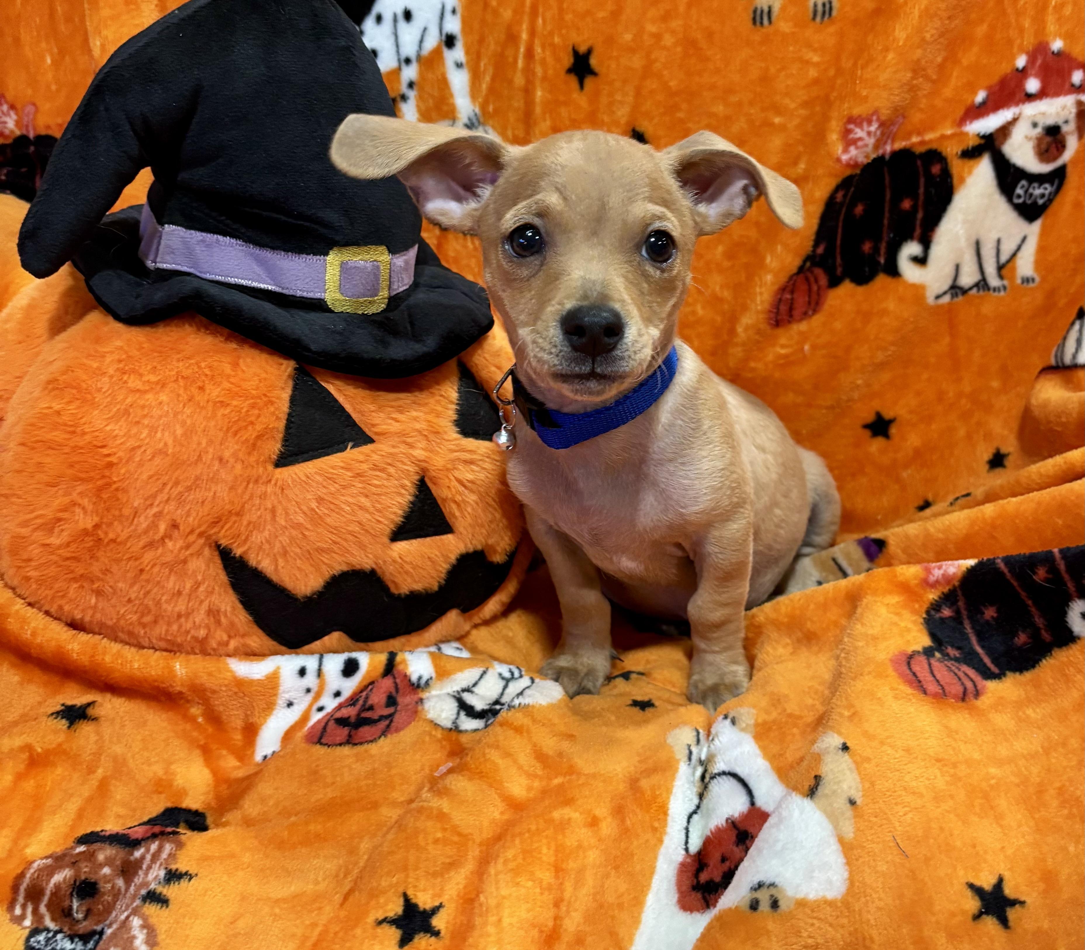 Enlarge Linus, a Adoptable mixed breed in Foster, OR image 4/6