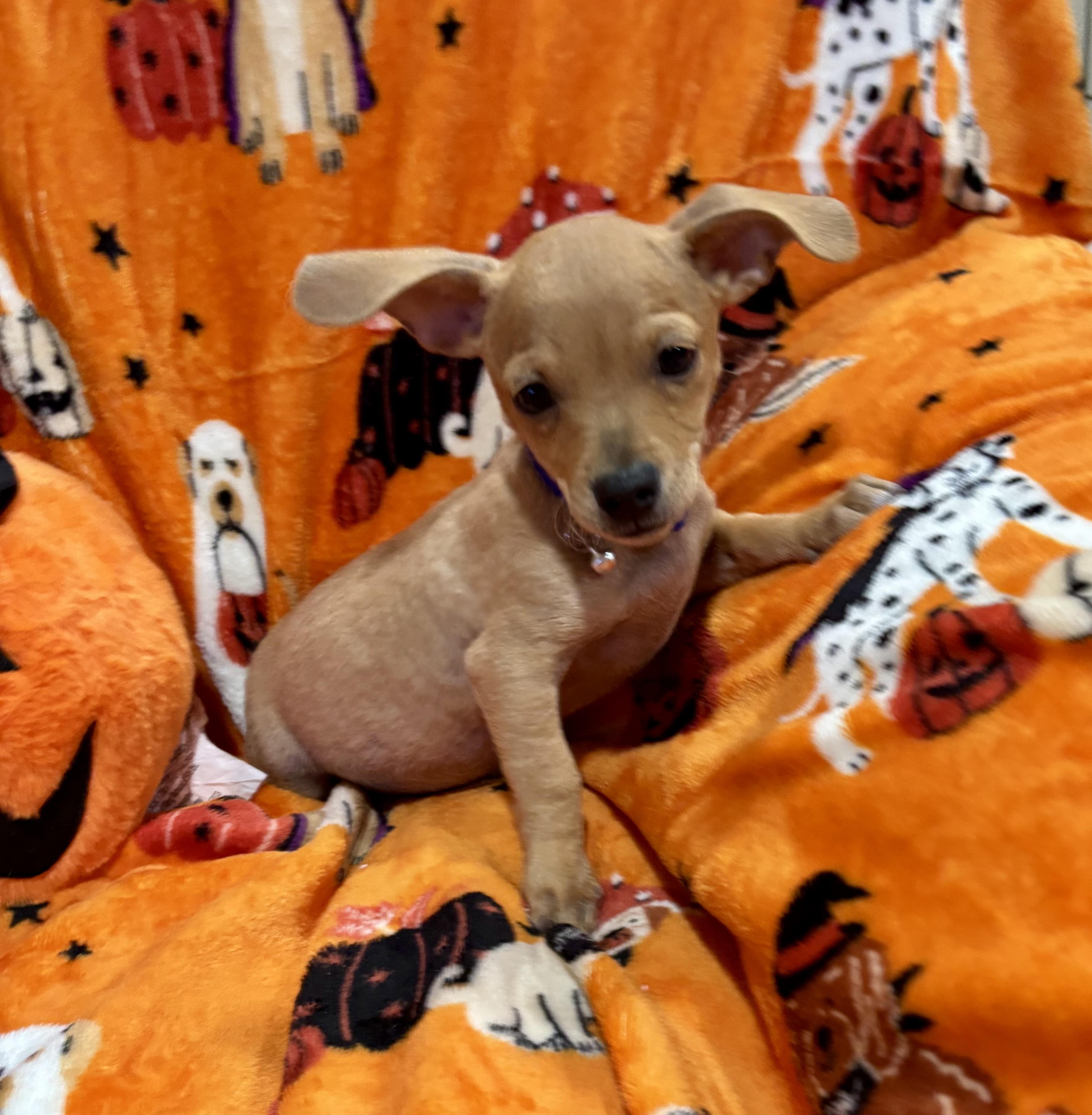 Enlarge Linus, a Adoptable mixed breed in Foster, OR image 5/6