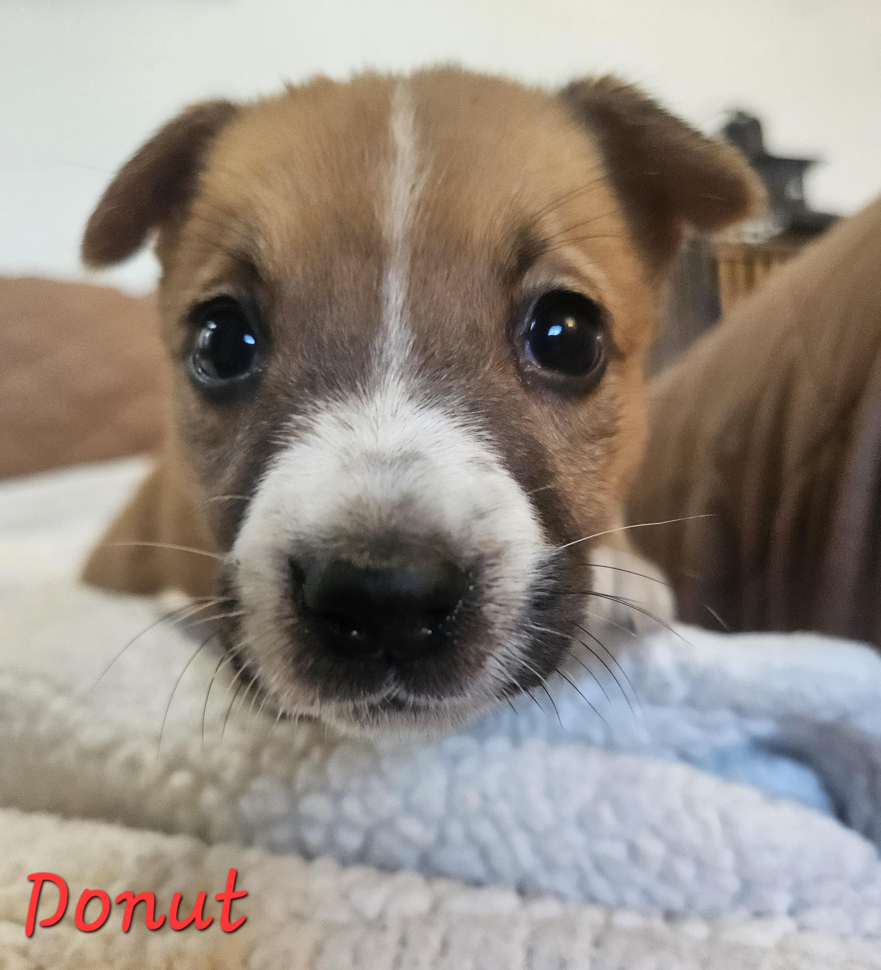 Enlarge Donut, an adopted mixed breed in Galt, CA image 5/6