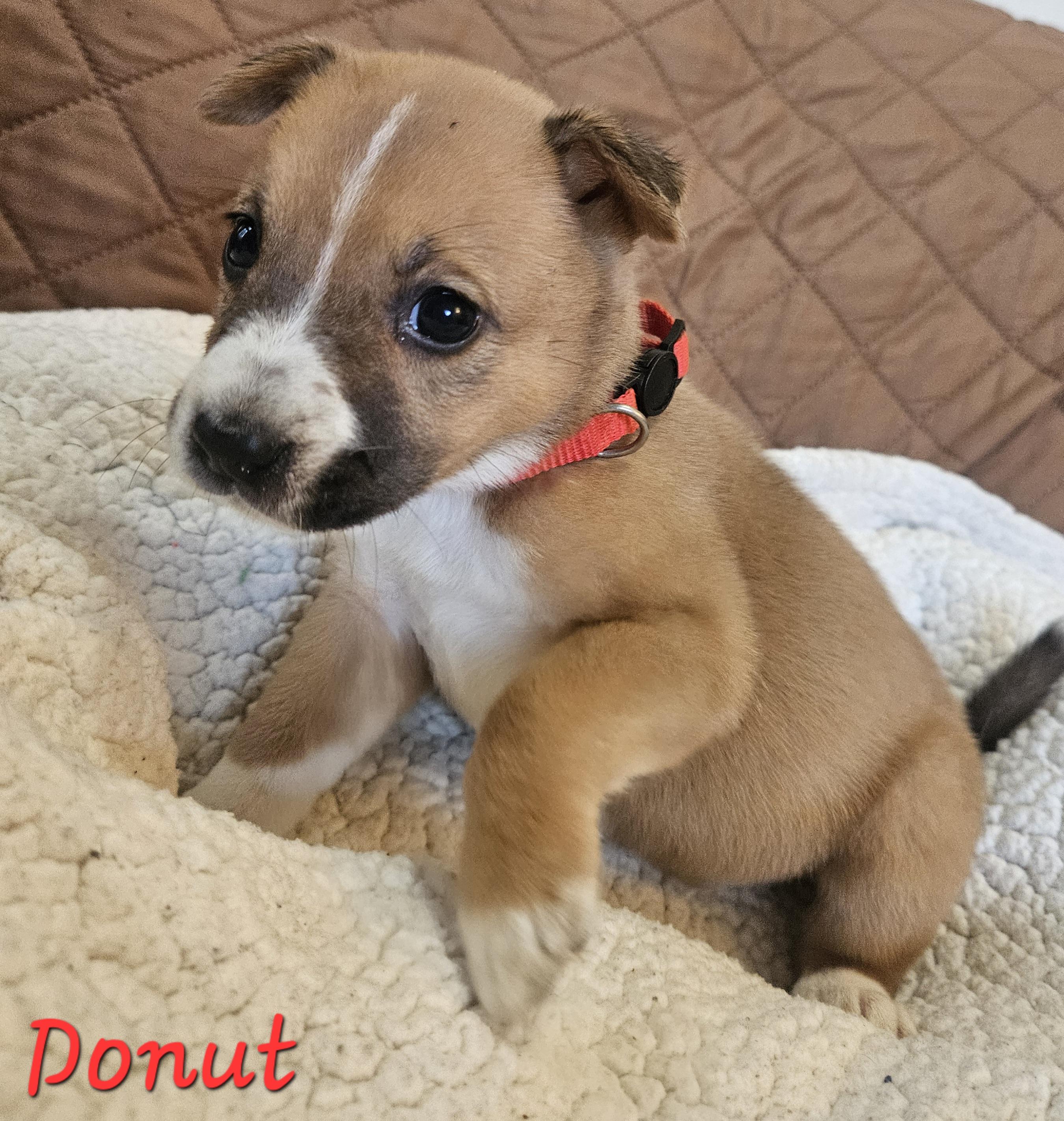 Enlarge Donut, an adopted mixed breed in Galt, CA image 3/6