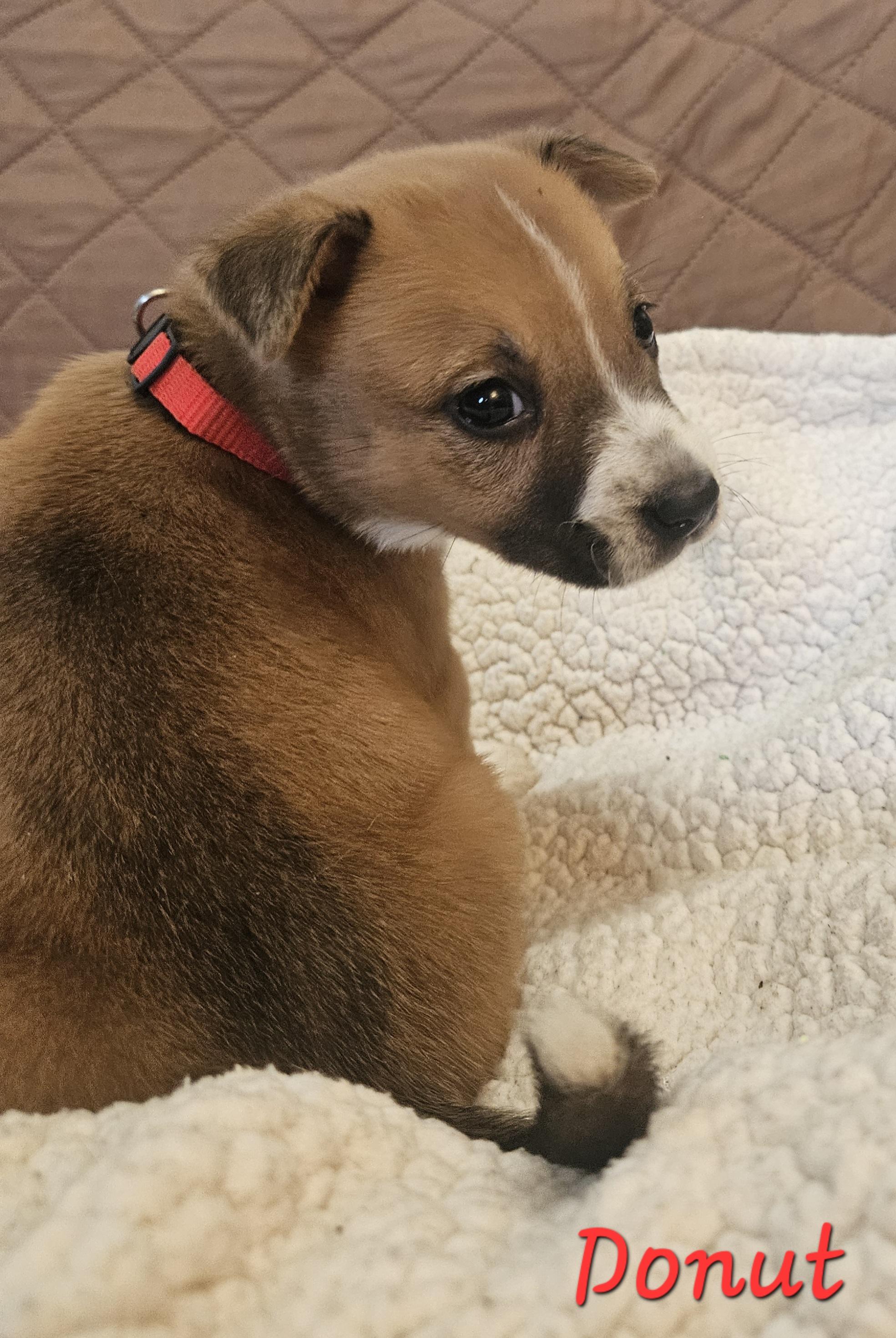 Enlarge Donut, an adopted mixed breed in Galt, CA image 2/6