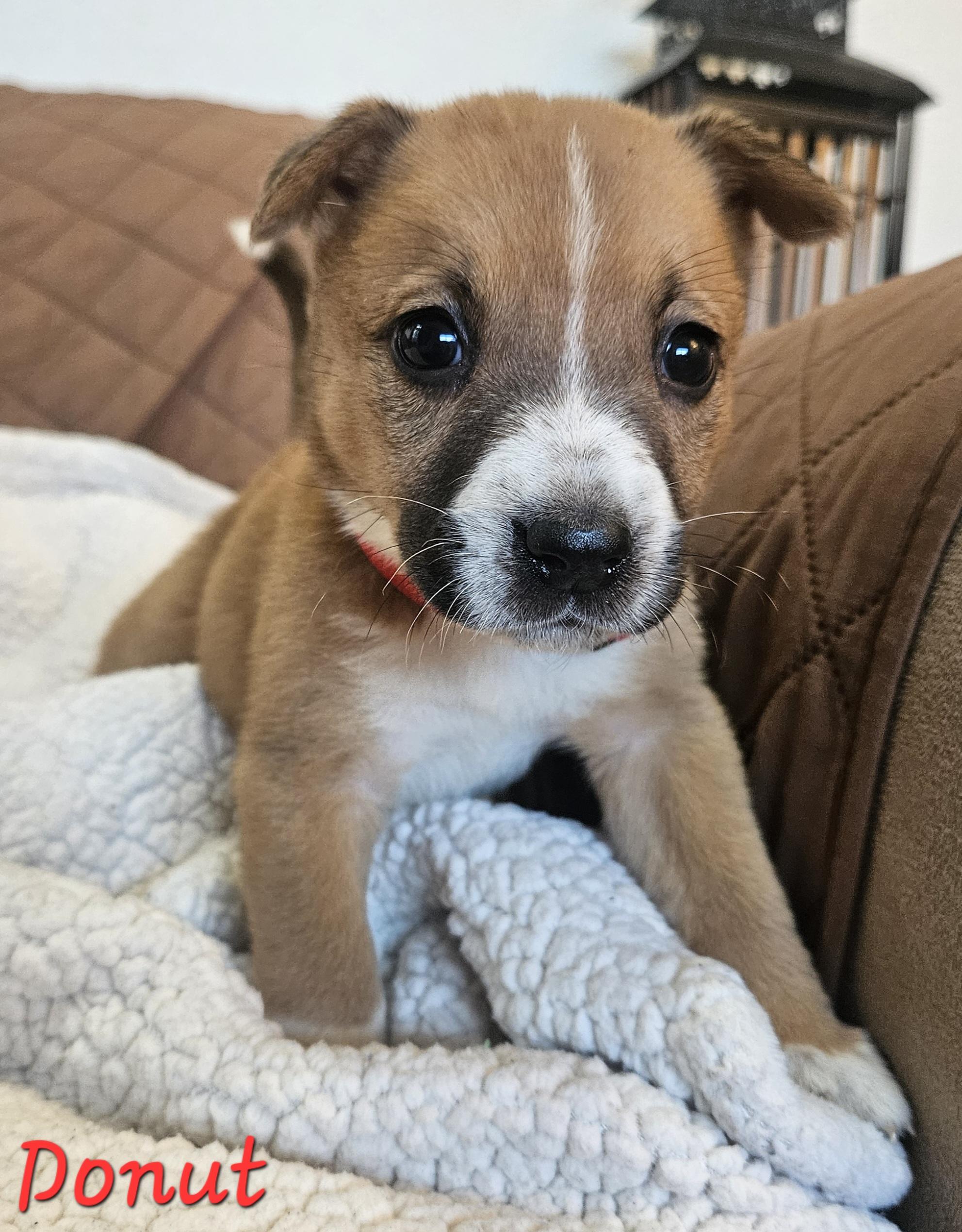 Donut, adopted, Puppy Female Jack Russell Terrier & Cattle Dog.