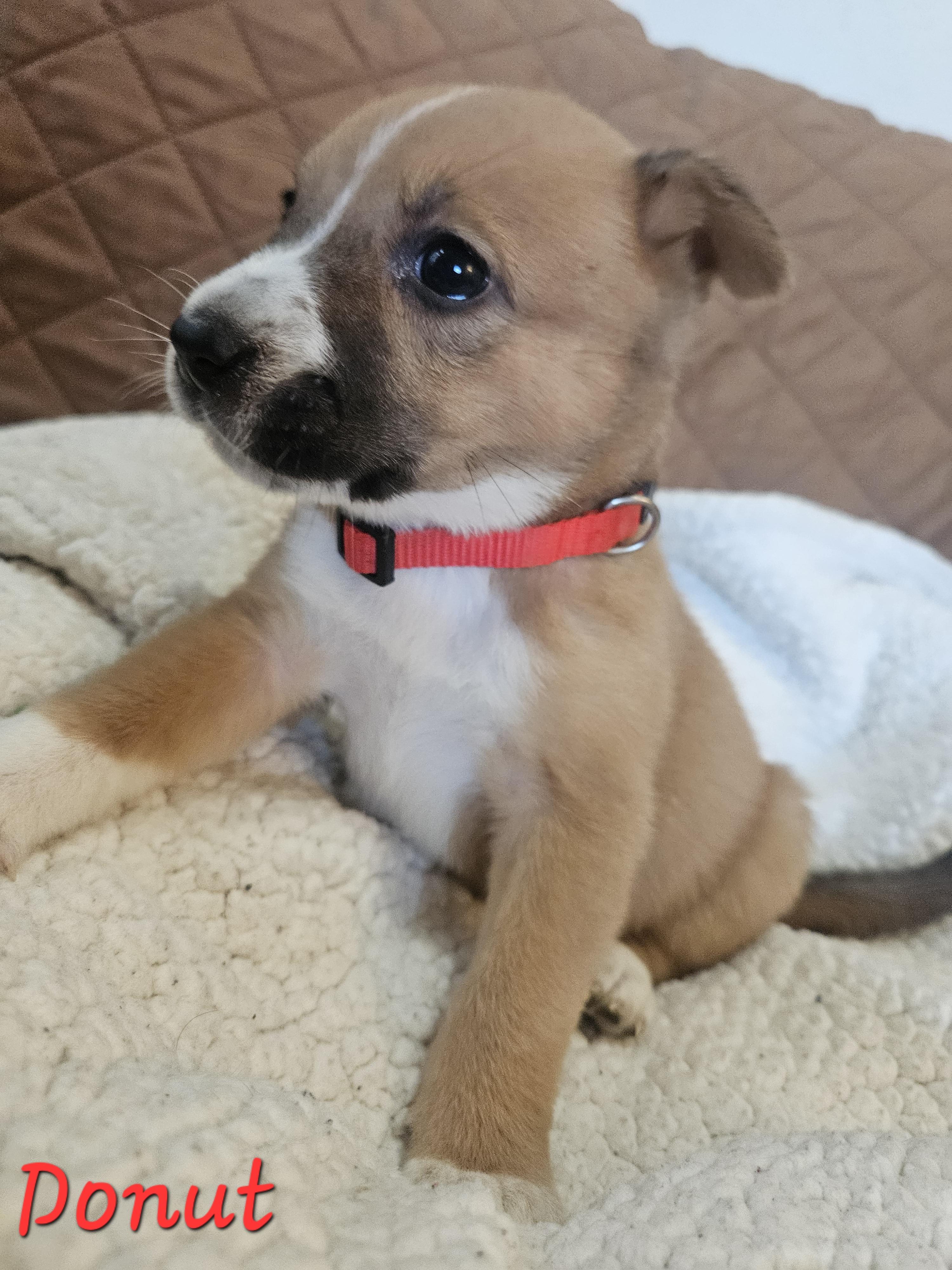 Enlarge Donut, an adopted mixed breed in Galt, CA image 4/6