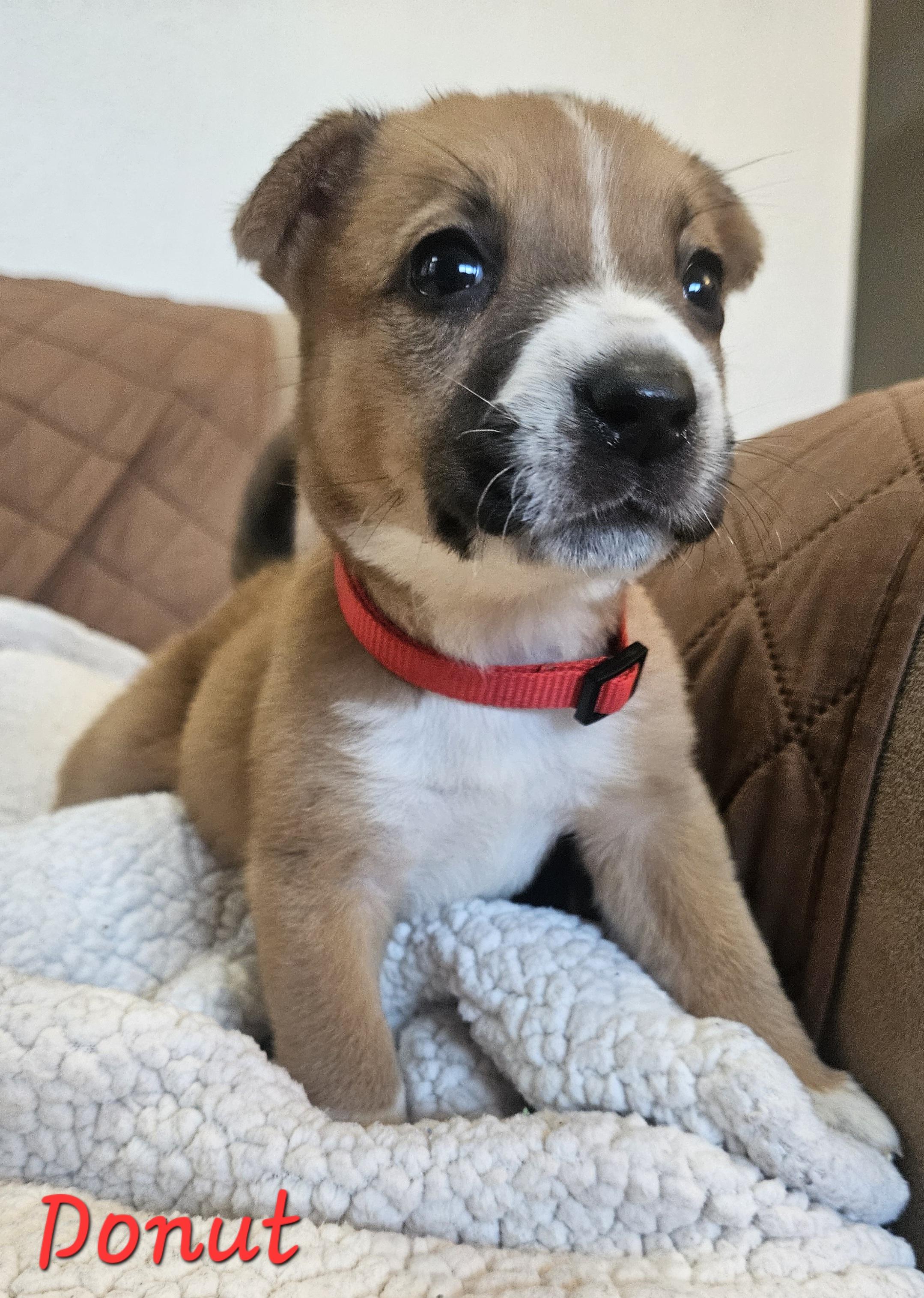 Enlarge Donut, an adopted mixed breed in Galt, CA image 6/6