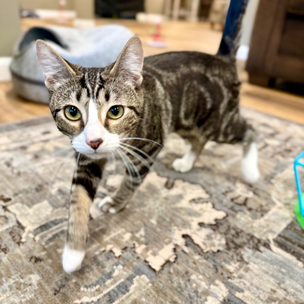 Buffy, Adoptable, Young Female Domestic Short Hair.