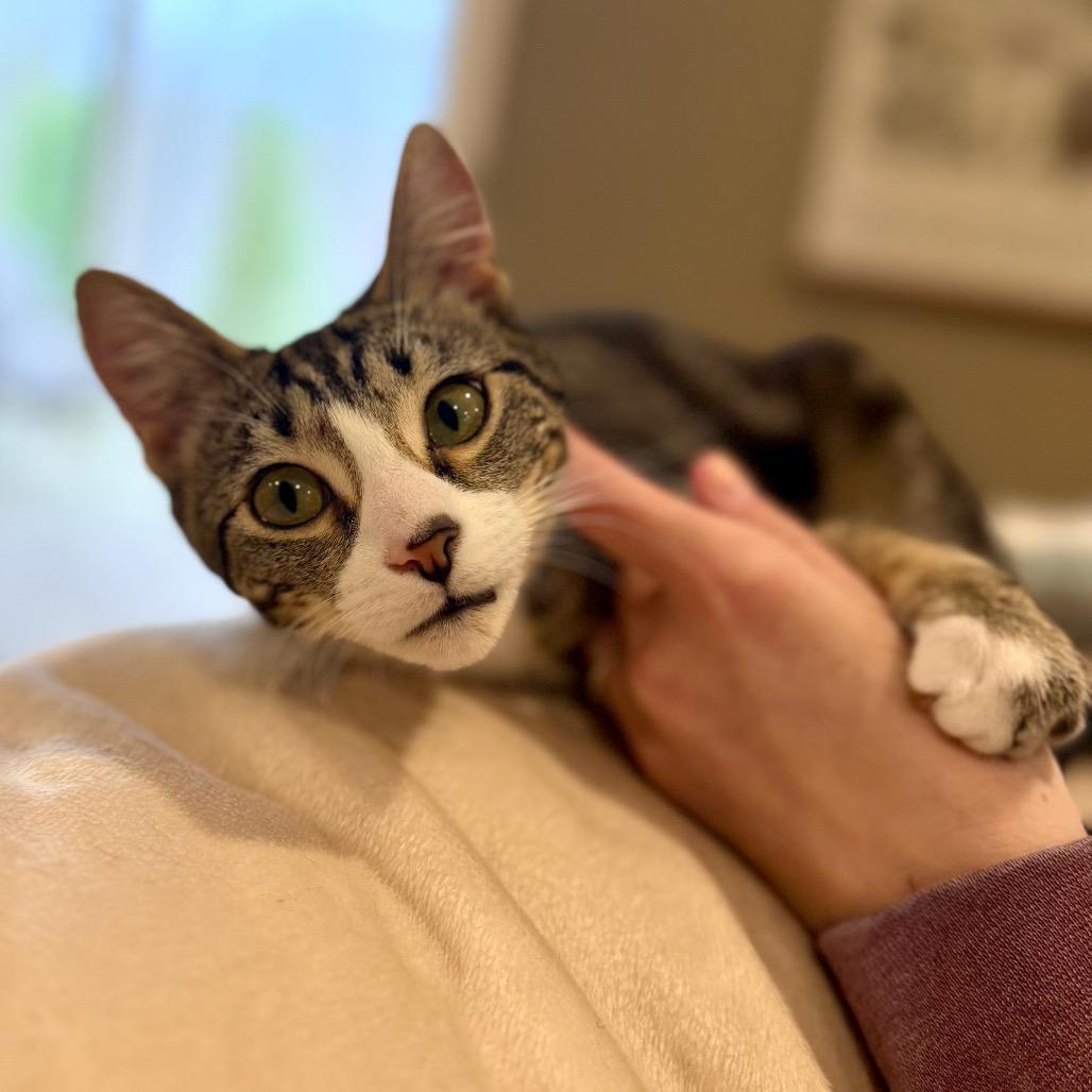 Buffy, a Adoptable Domestic Short Hair in Medina, OH image 2/5
