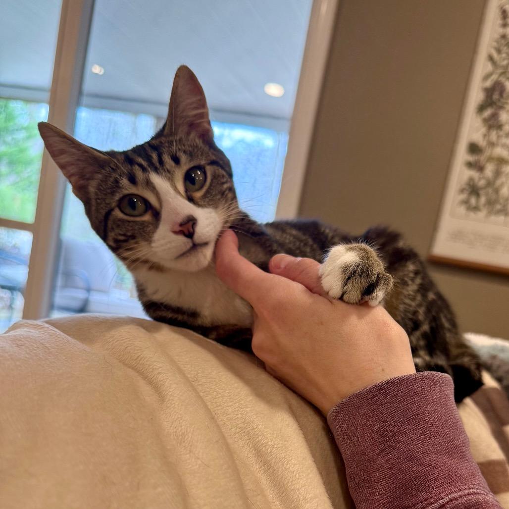 Buffy, a Adoptable Domestic Short Hair in Medina, OH image 3/5