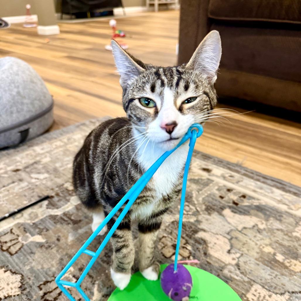 Buffy, a Adoptable Domestic Short Hair in Medina, OH image 4/5