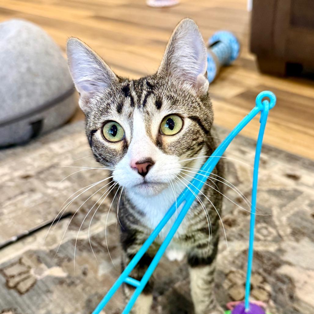 Buffy, a Adoptable Domestic Short Hair in Medina, OH image 5/5