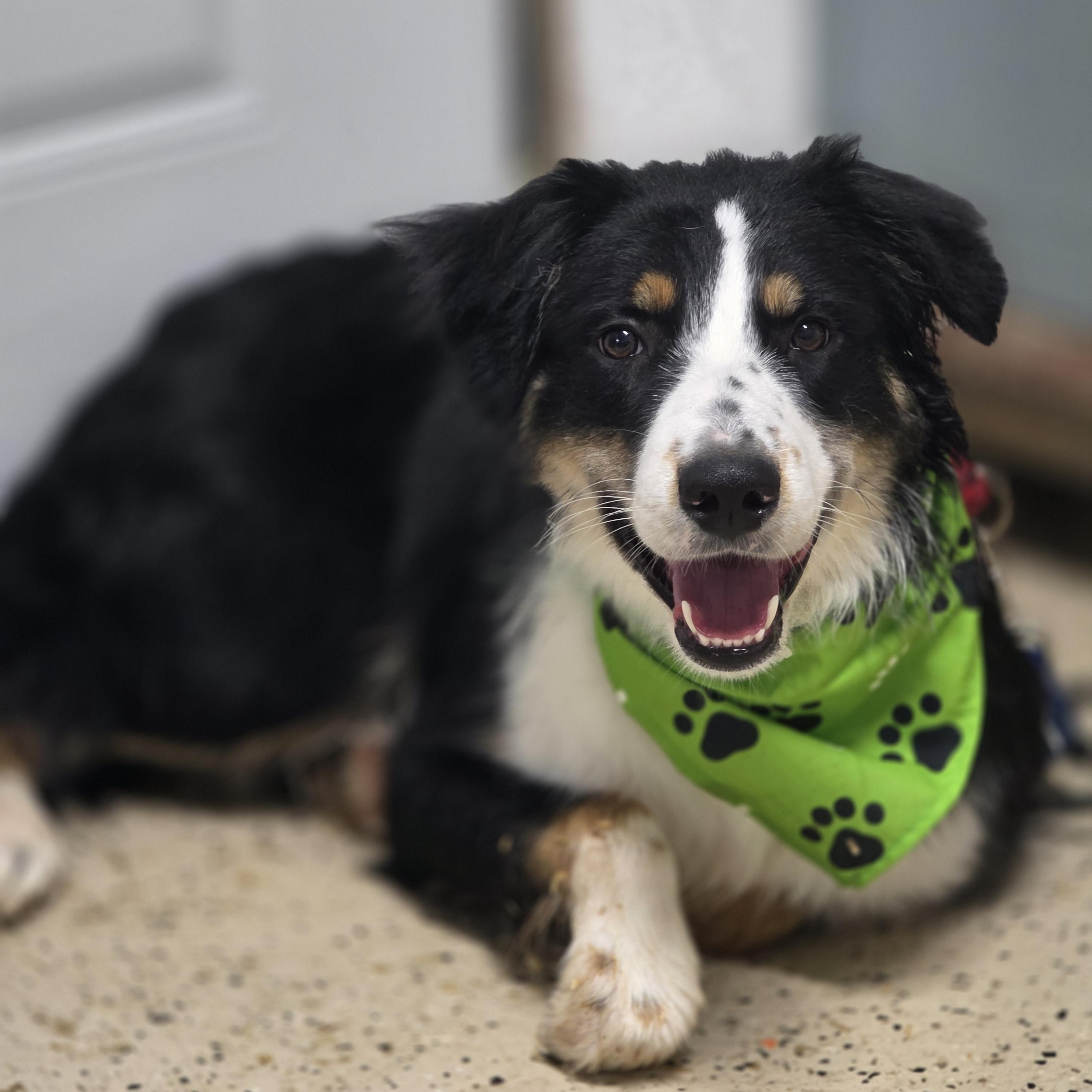 Enlarge Buddy, an adopted mixed breed in Walthill, NE image 3/3