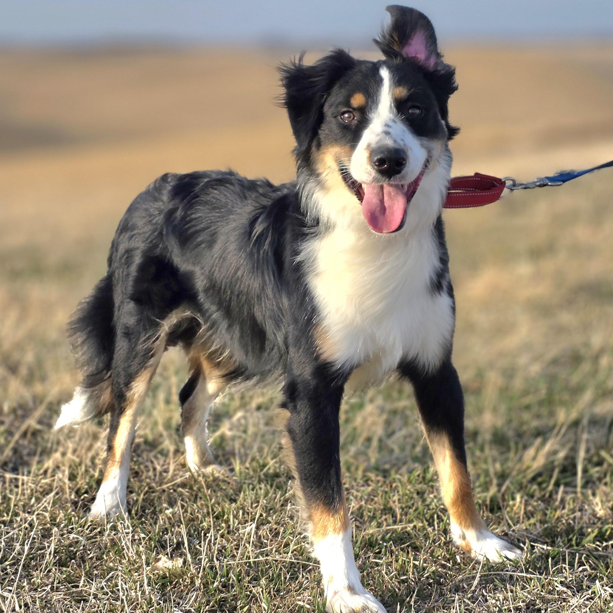 Buddy, adopted, Young Male Australian Shepherd & Shetland Sheepdog / Sheltie.