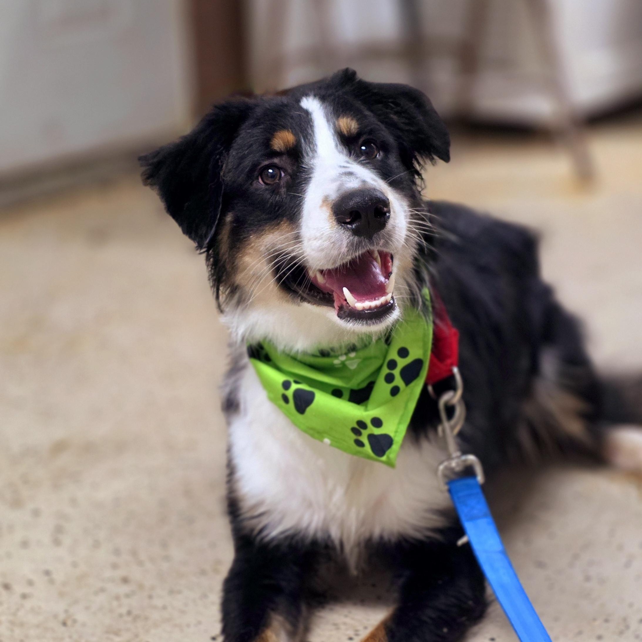 Enlarge Buddy, an adopted mixed breed in Walthill, NE image 2/3