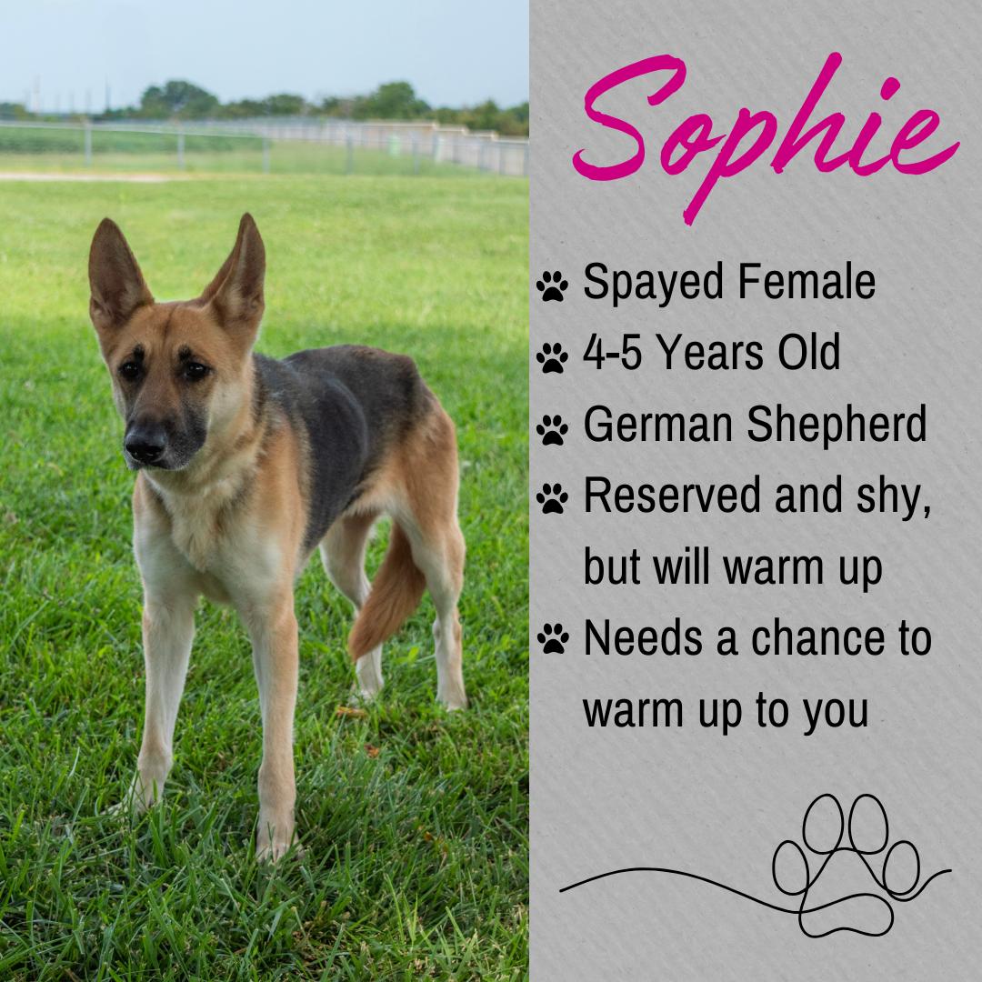 Sophie, ADOPTABLE, Adult Male German Shepherd Dog.