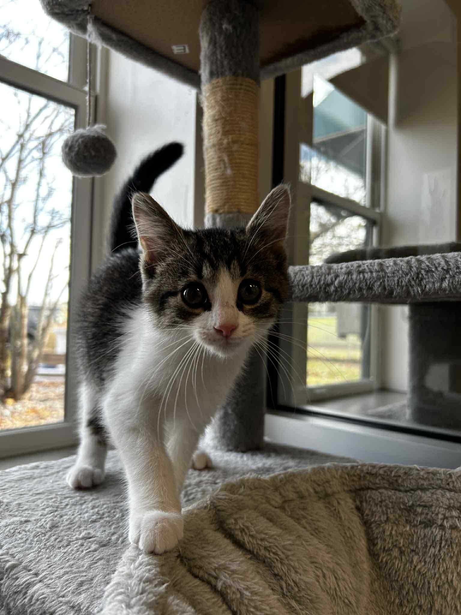 Enlarge Ruhn, an adopted mixed breed in Chambersburg, PA image 1/1