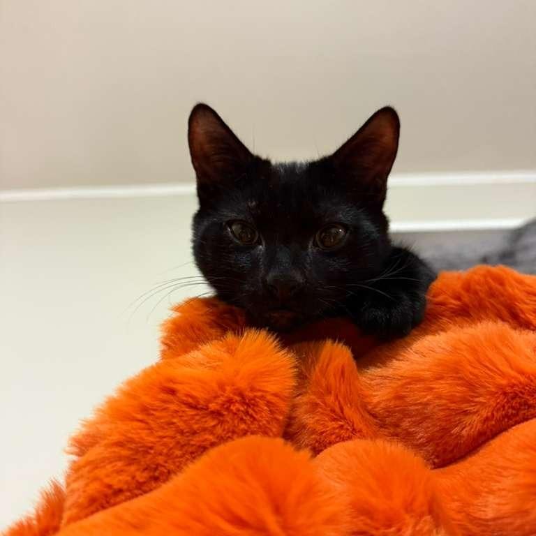 Mickey, a Adoptable Domestic Short Hair in Fairport, NY image 3/4