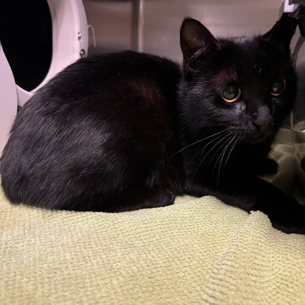 Enlarge Cranberry - Available from Foster, a Adoptable Domestic Medium Hair in South Burlington, VT image 1/6