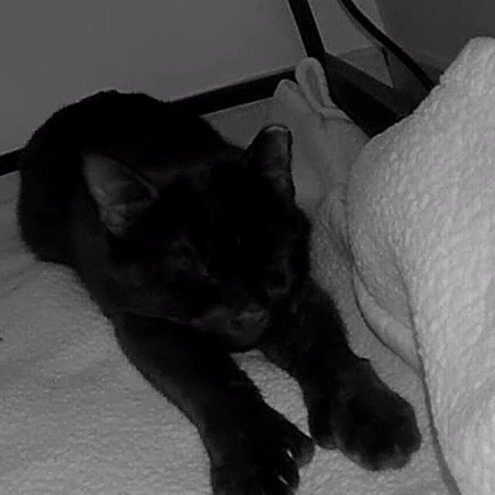 Enlarge Cranberry - Available from Foster, a Adoptable Domestic Medium Hair in South Burlington, VT image 2/6