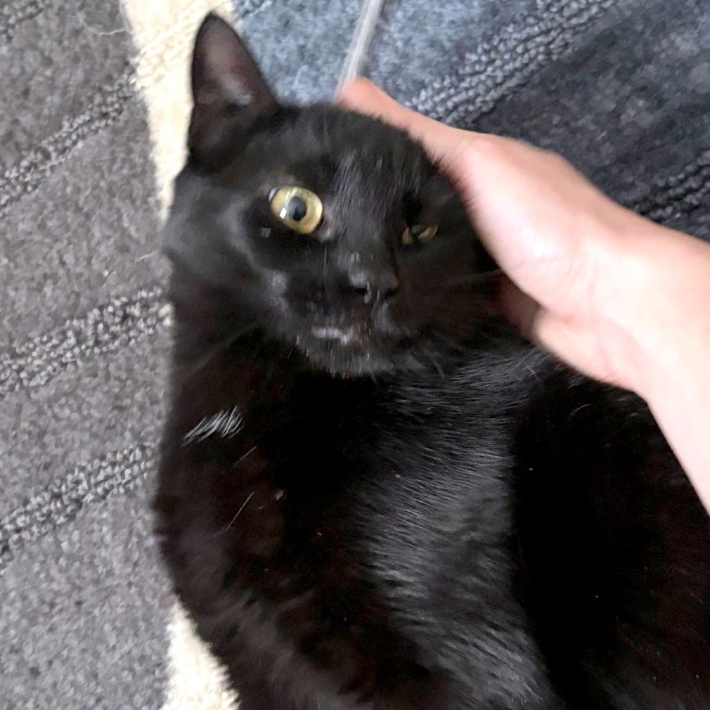 Enlarge Cranberry - Available from Foster, a Adoptable Domestic Medium Hair in South Burlington, VT image 3/6