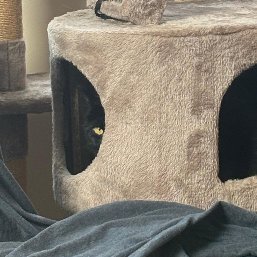 Enlarge Cranberry - Available from Foster, a Adoptable Domestic Medium Hair in South Burlington, VT image 5/6