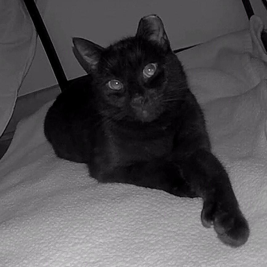 Enlarge Cranberry - Available from Foster, a Adoptable Domestic Medium Hair in South Burlington, VT image 6/6