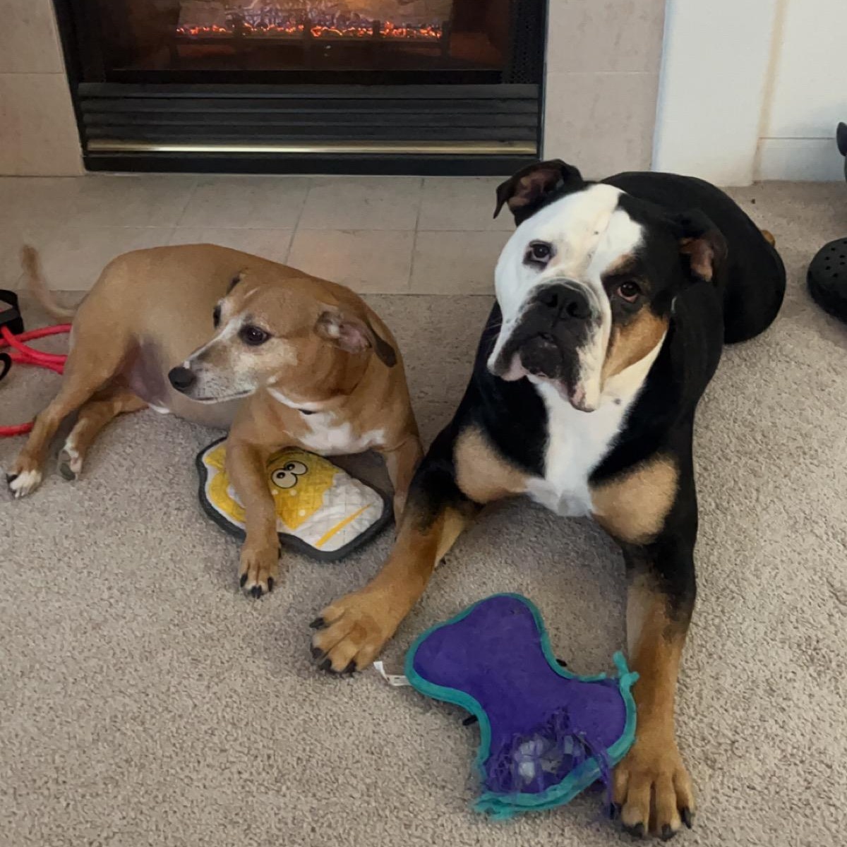 Wonderful Winnie, a Adoptable mixed breed in La Center, WA image 5/5