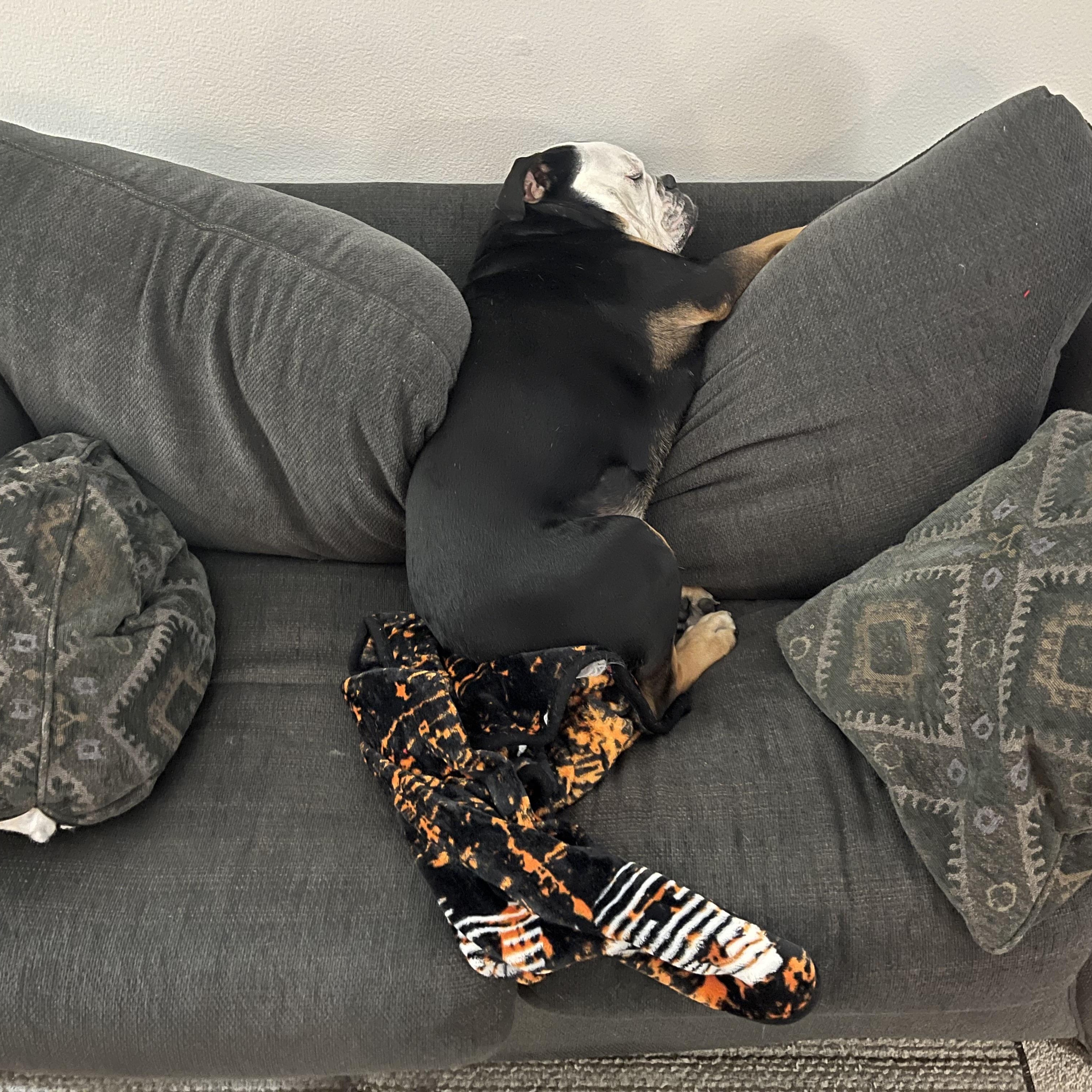 Wonderful Winnie, a Adoptable mixed breed in La Center, WA image 4/5