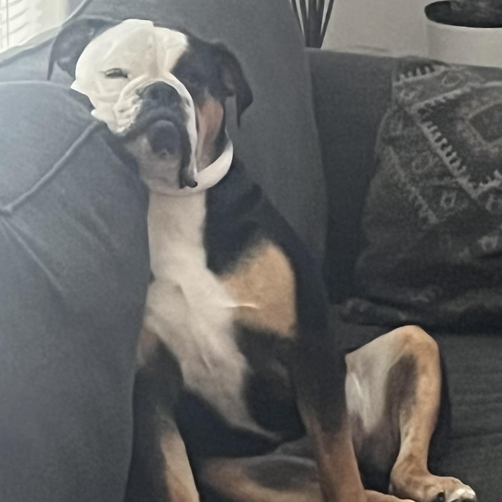 Wonderful Winnie, a Adoptable mixed breed in La Center, WA image 2/5