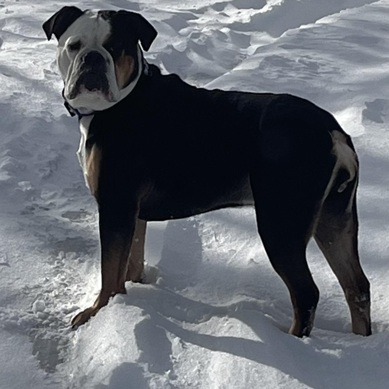 Wonderful Winnie, a Adoptable mixed breed in La Center, WA image 3/5