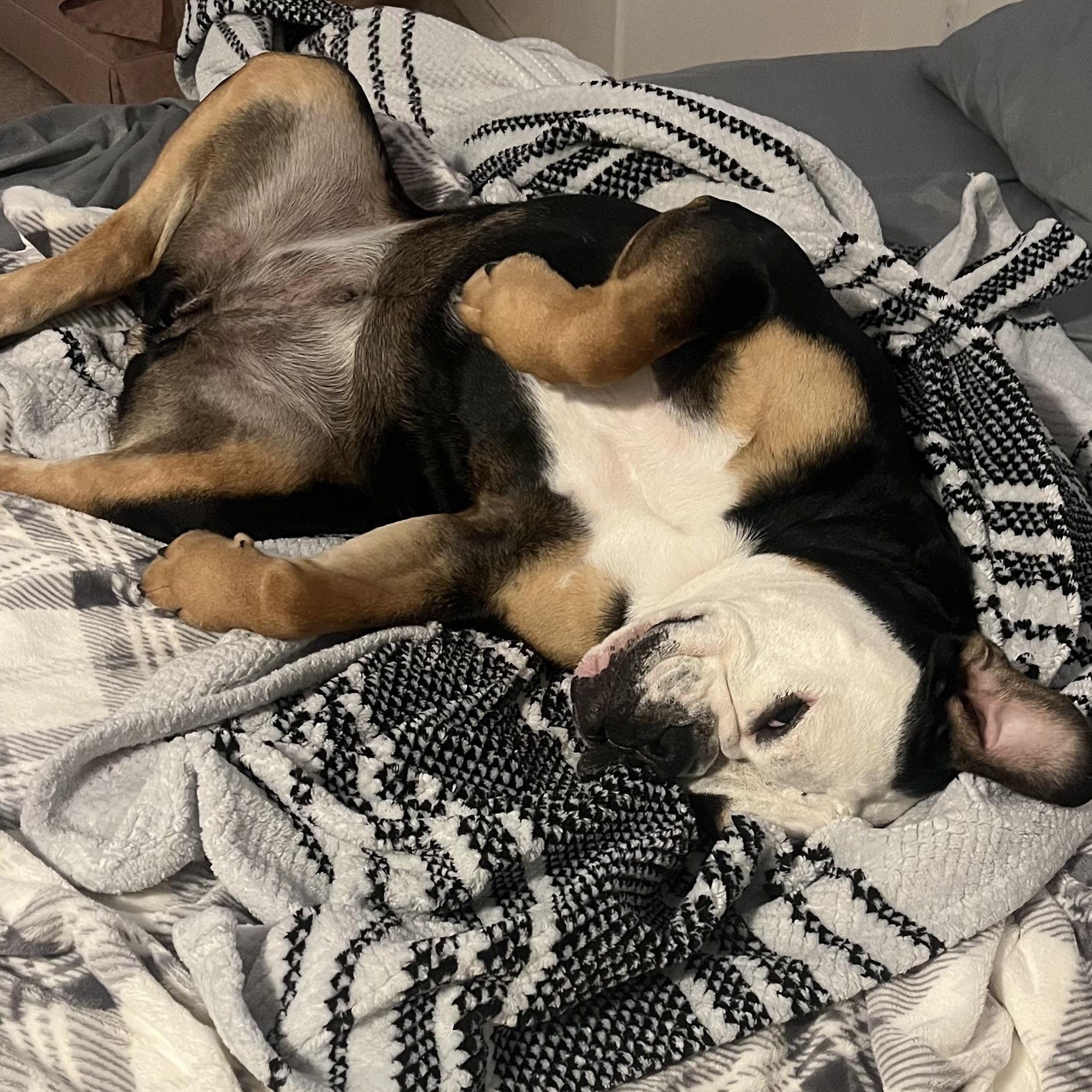 Wonderful Winnie, Adoptable, Adult Female English Bulldog.