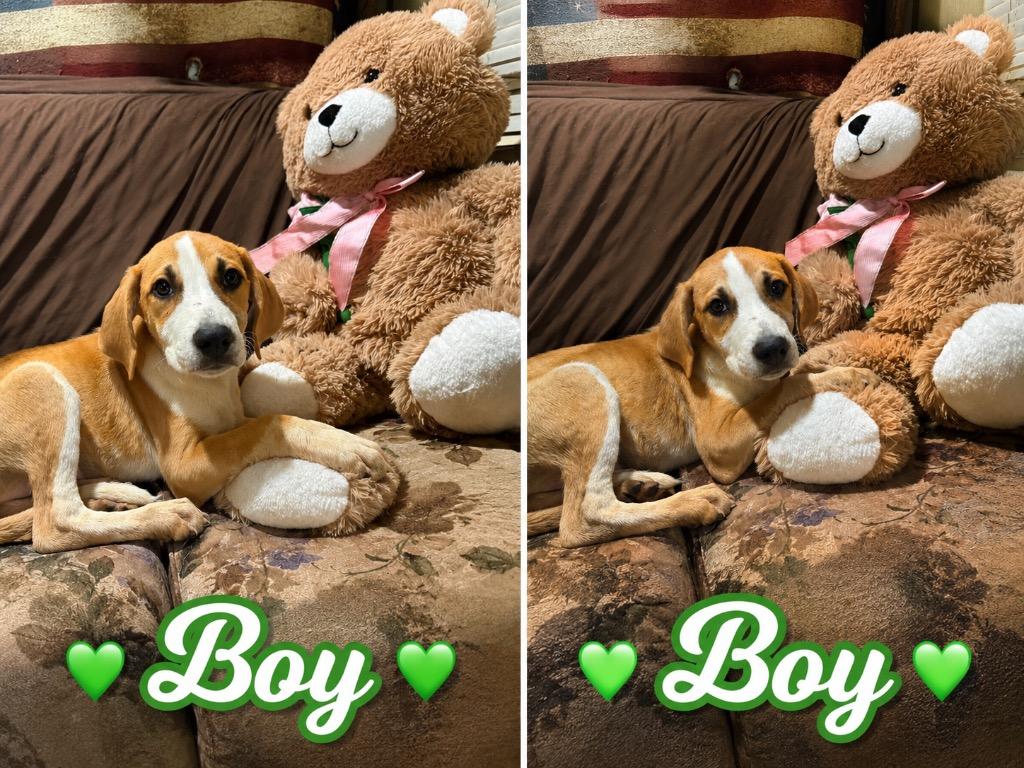 Enlarge Ryder, a Adopted mixed breed in Quinlan, TX image 2/2