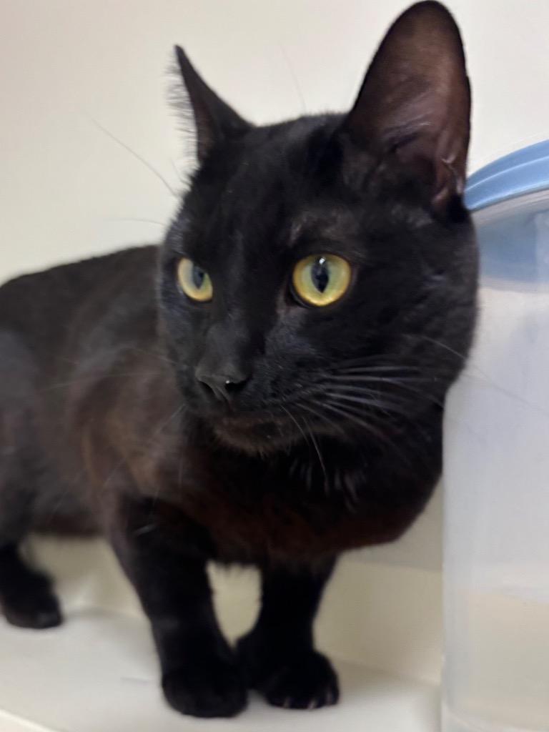 Enlarge Alastor, a Adoptable mixed breed in Fall River, MA image 1/6
