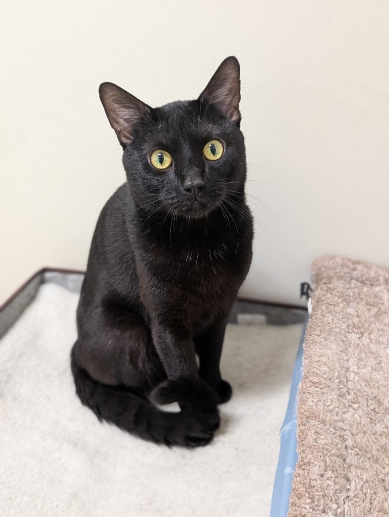 Enlarge Alastor, a Adoptable mixed breed in Fall River, MA image 2/6