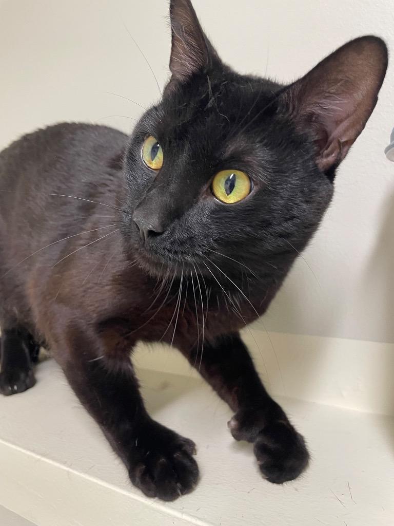 Enlarge Alastor, a Adoptable mixed breed in Fall River, MA image 3/6