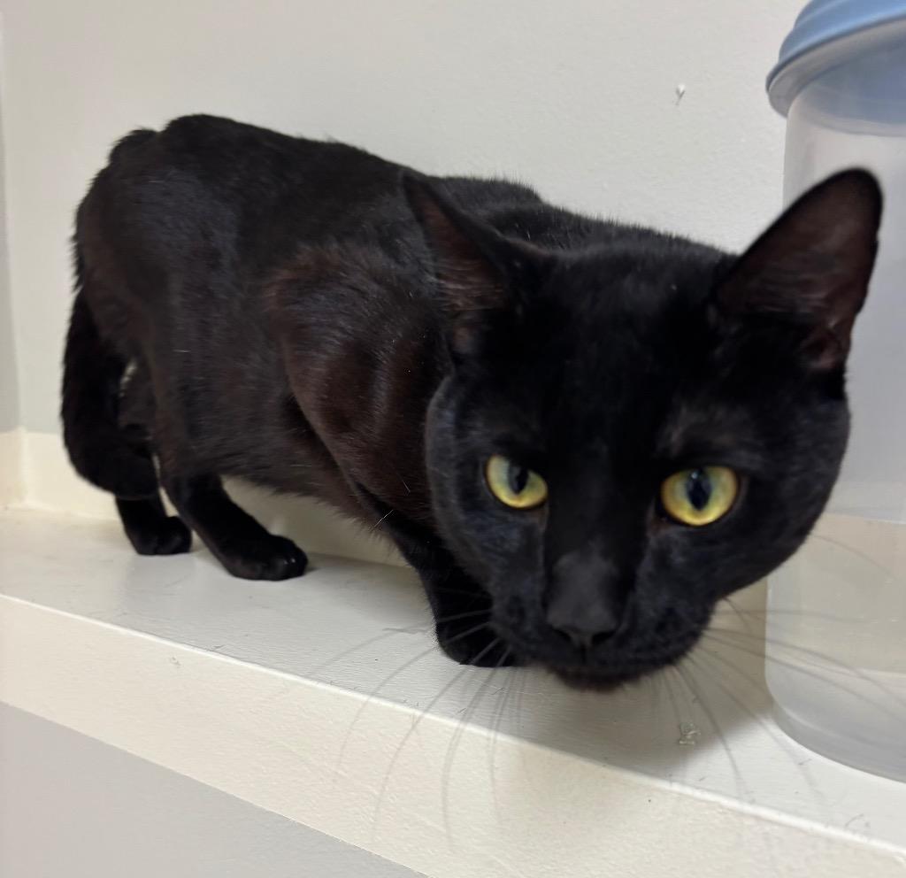 Enlarge Alastor, a Adoptable mixed breed in Fall River, MA image 4/6