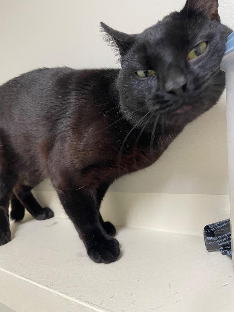 Enlarge Alastor, a Adoptable mixed breed in Fall River, MA image 6/6