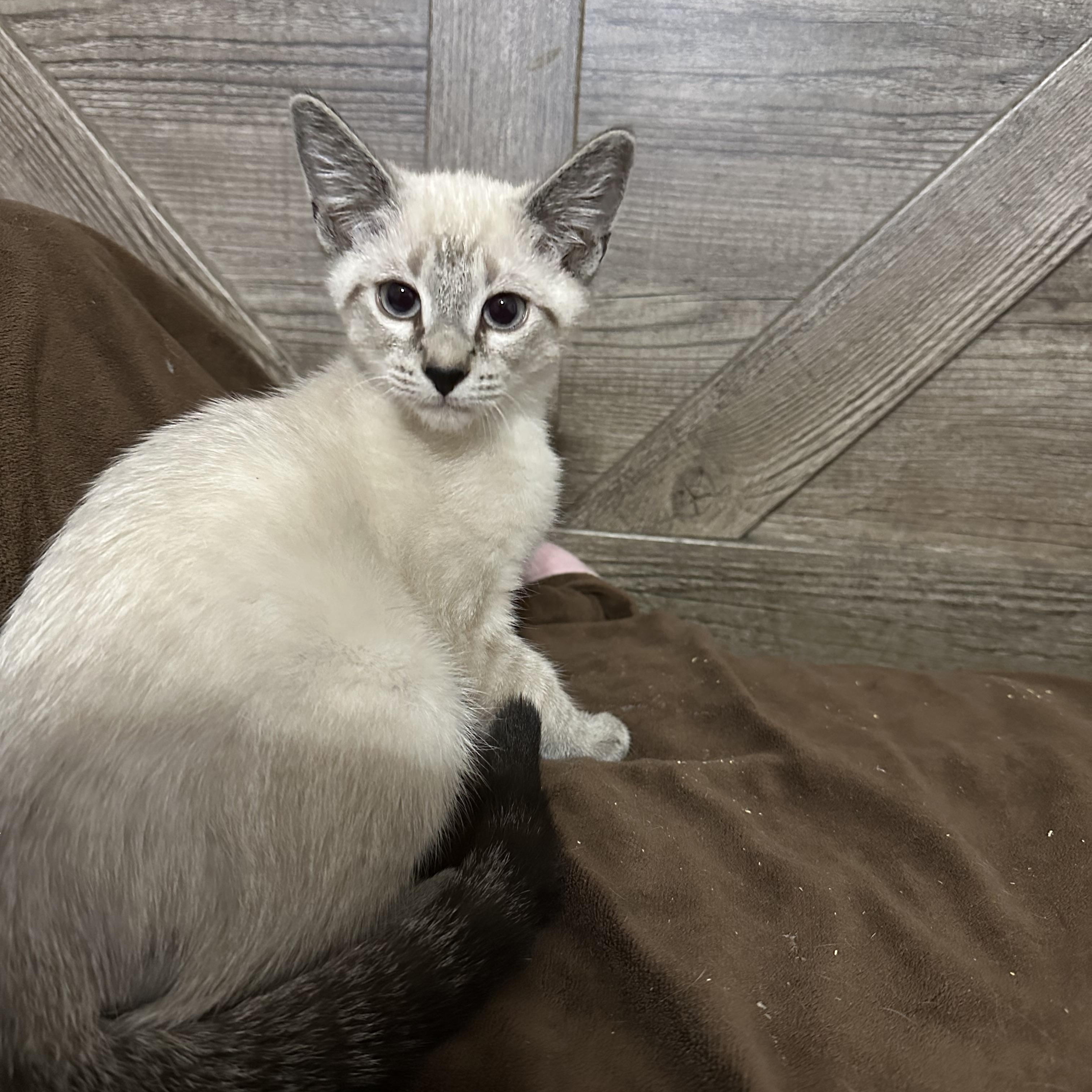Enlarge Woody, an adopted mixed breed in queen creek, AZ image 1/1