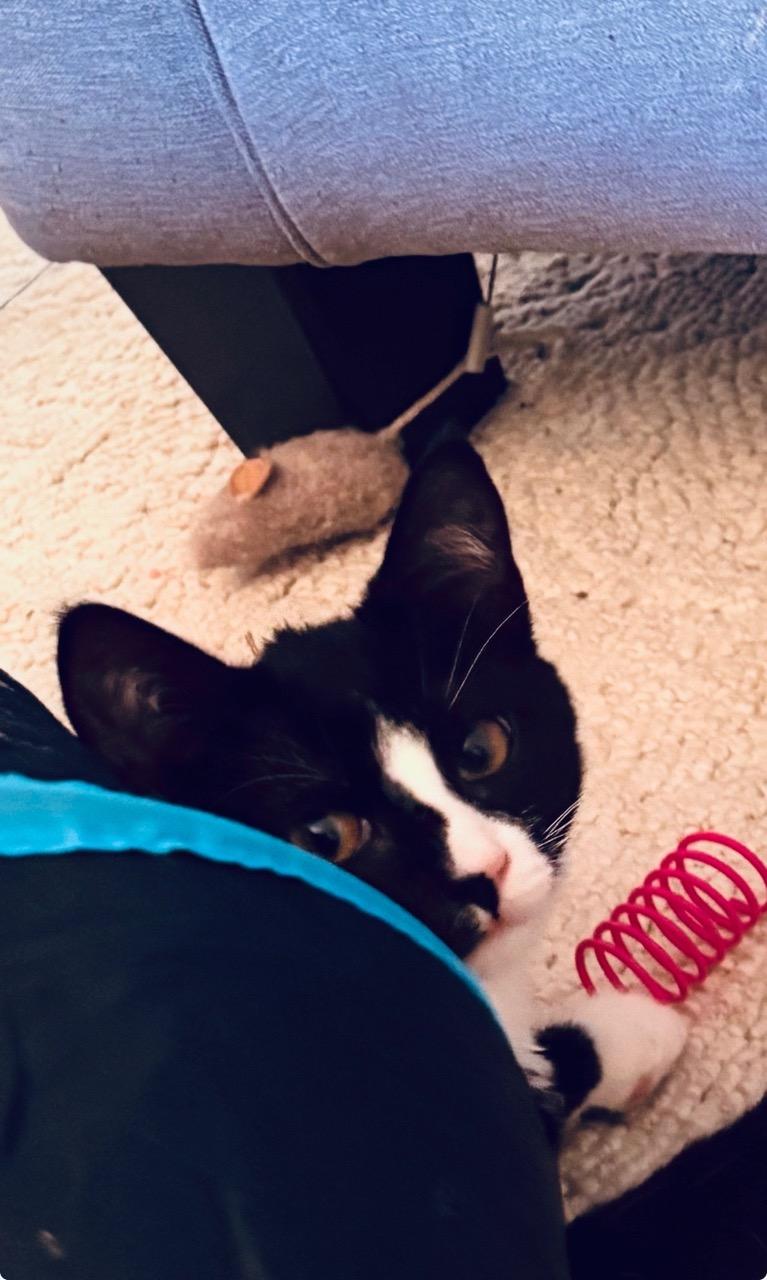 Pepper, an adopted Domestic Short Hair in Las Vegas, NV image 2/3