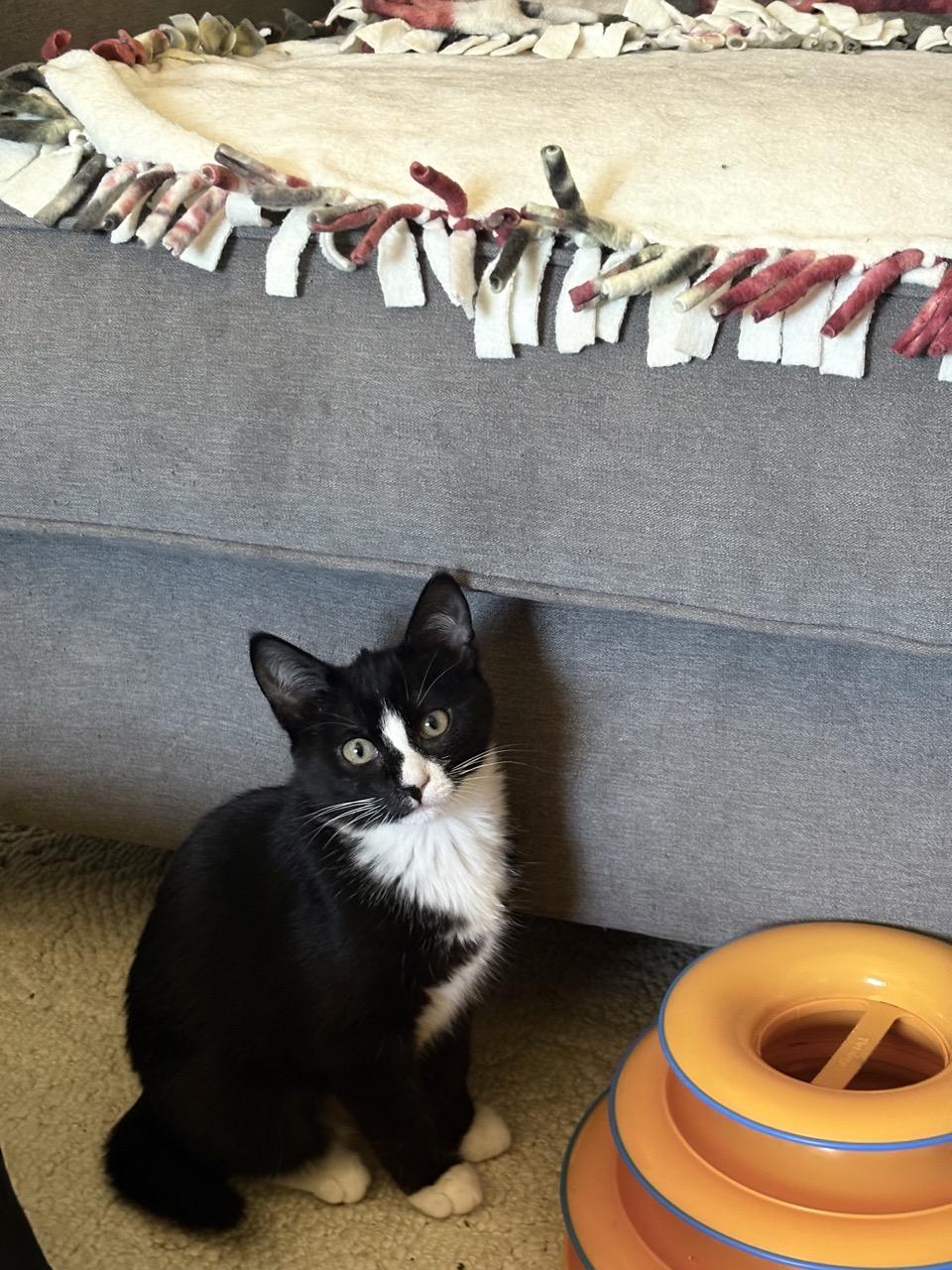 Pepper, an adopted Domestic Short Hair in Las Vegas, NV image 3/3