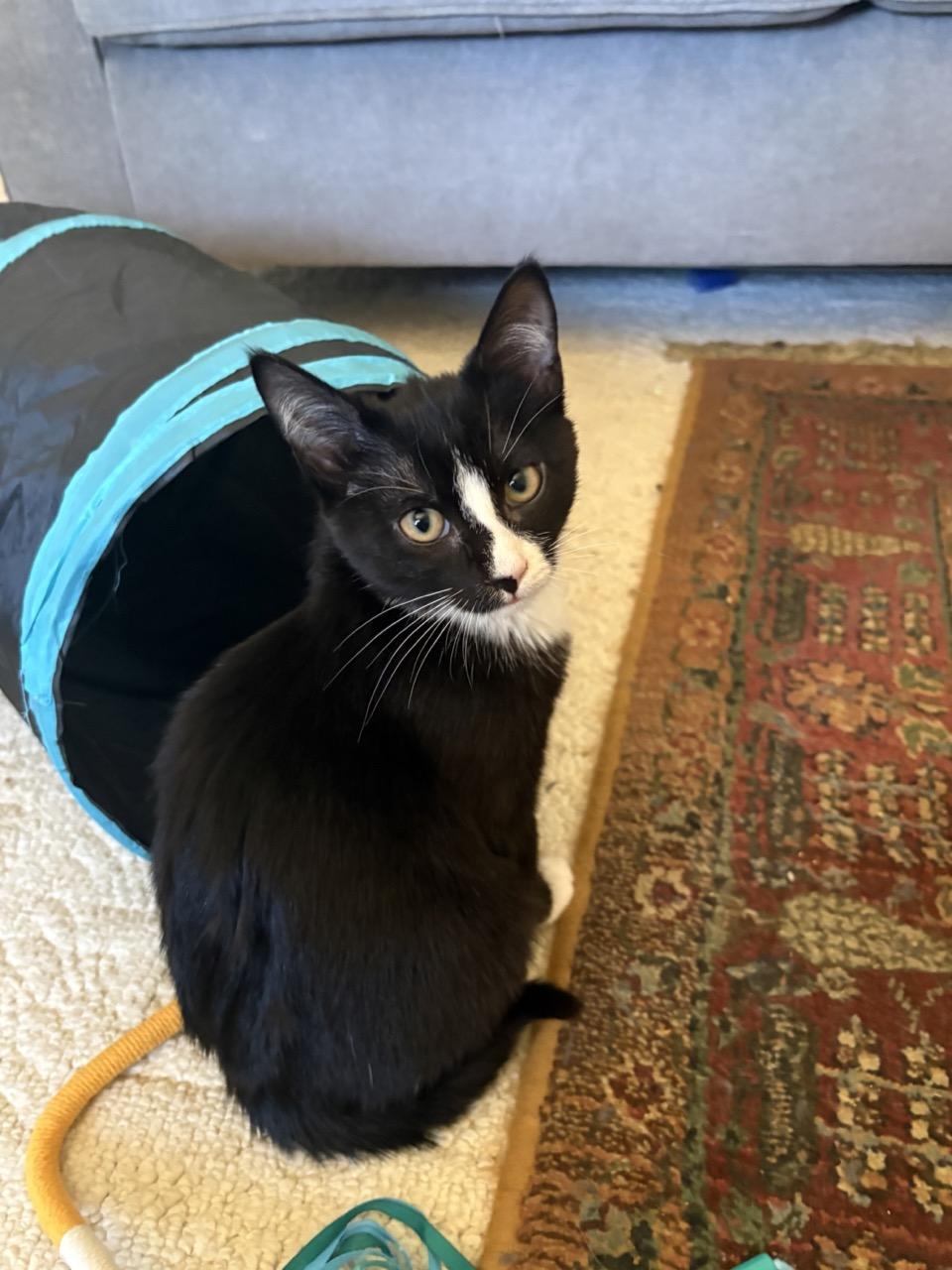 Pepper, an adopted Domestic Short Hair in Las Vegas, NV image 1/3