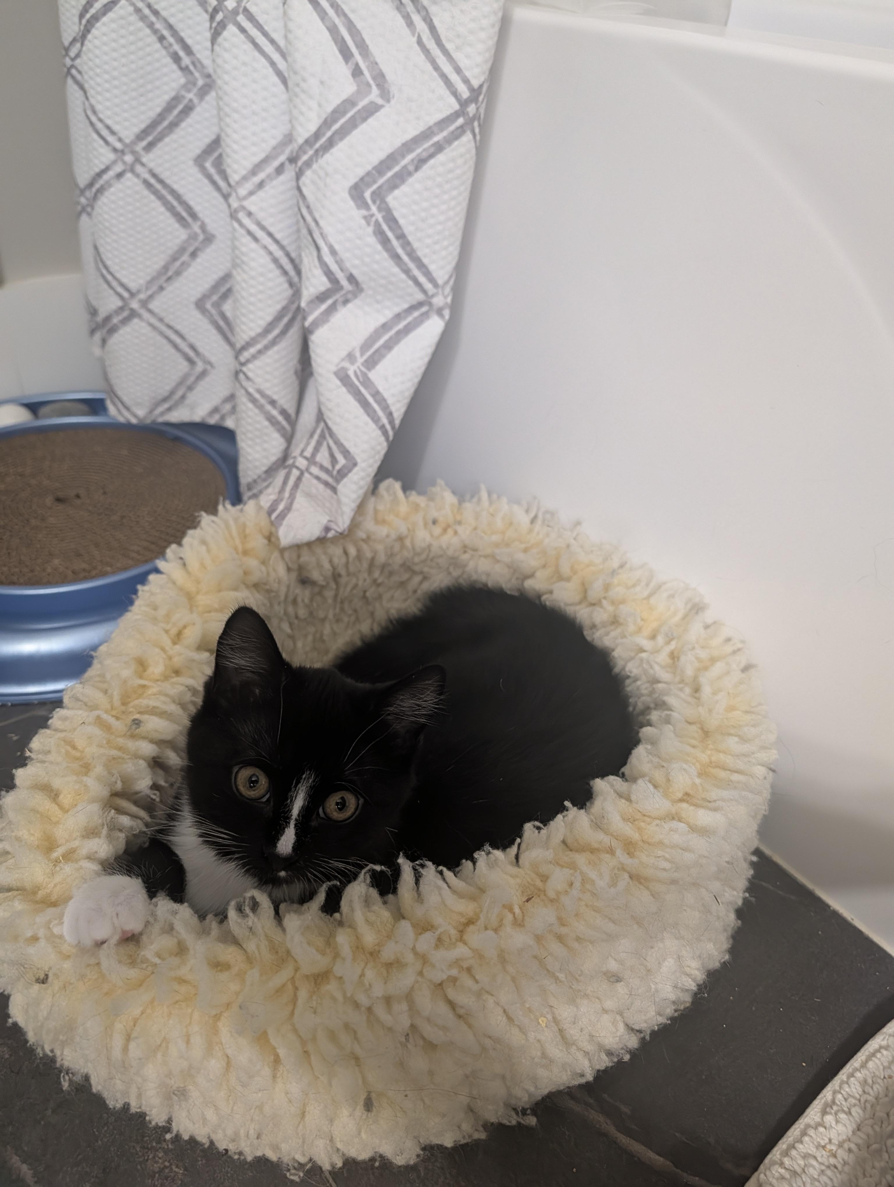 Jakey, a Adopted Domestic Short Hair in Burlington, VT image 1/4
