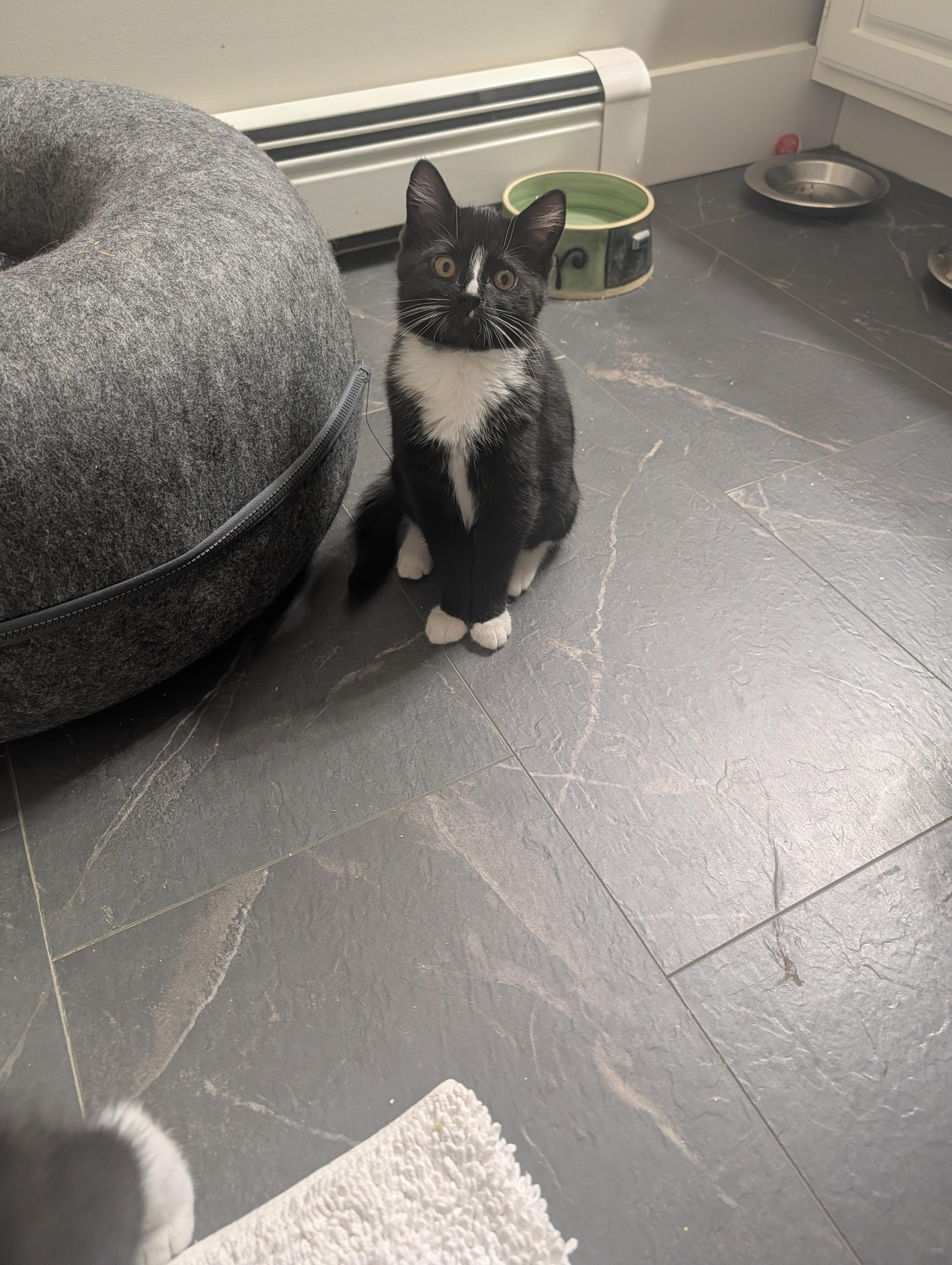 Jakey, a Adopted Domestic Short Hair in Burlington, VT image 2/4