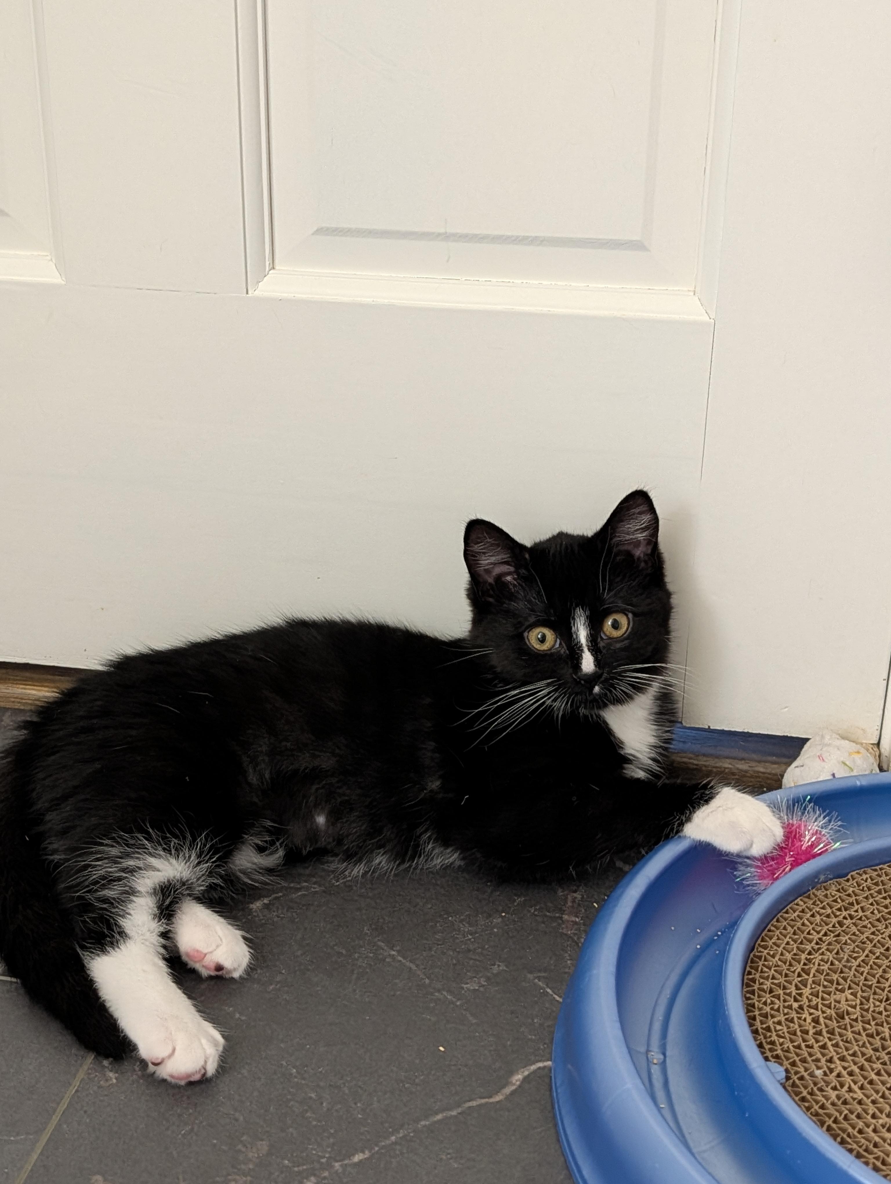 Jakey, a Adopted Domestic Short Hair in Burlington, VT image 3/4